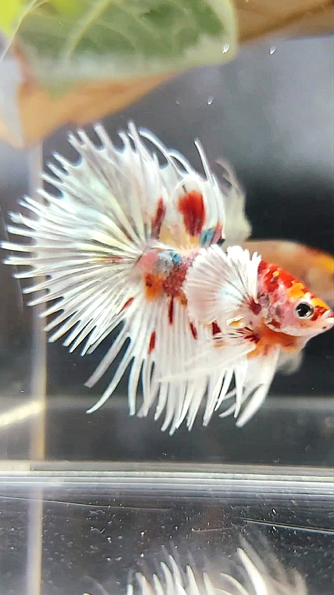 Dopper Fish CROWNTAIL SUPER DUMBO EAR ORANGE RED COPPER MULTICOLOR BETTA FISH ...