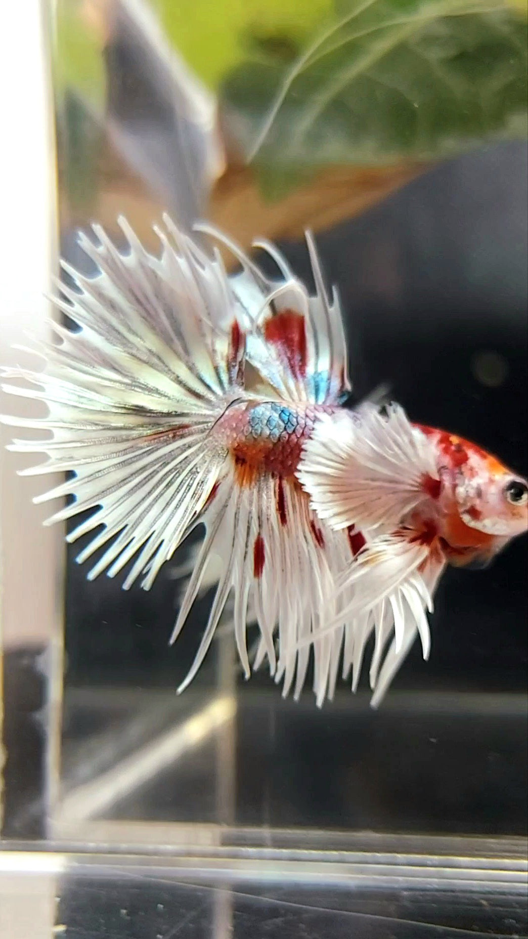 Dopper Fish CROWNTAIL SUPER DUMBO EAR ORANGE RED COPPER MULTICOLOR BETTA FISH ...