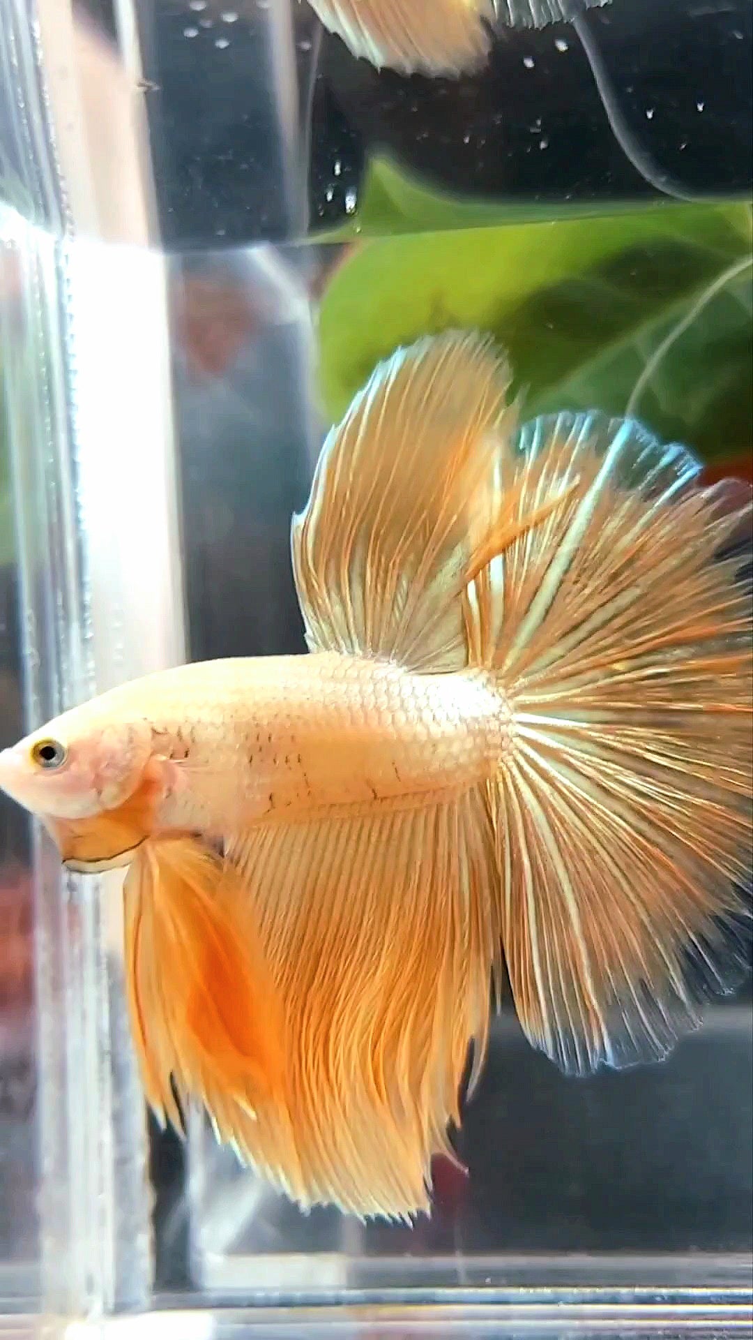 HALFMOON ROSETAIL SUPER GOLD 24 KARAT BETTA FISH