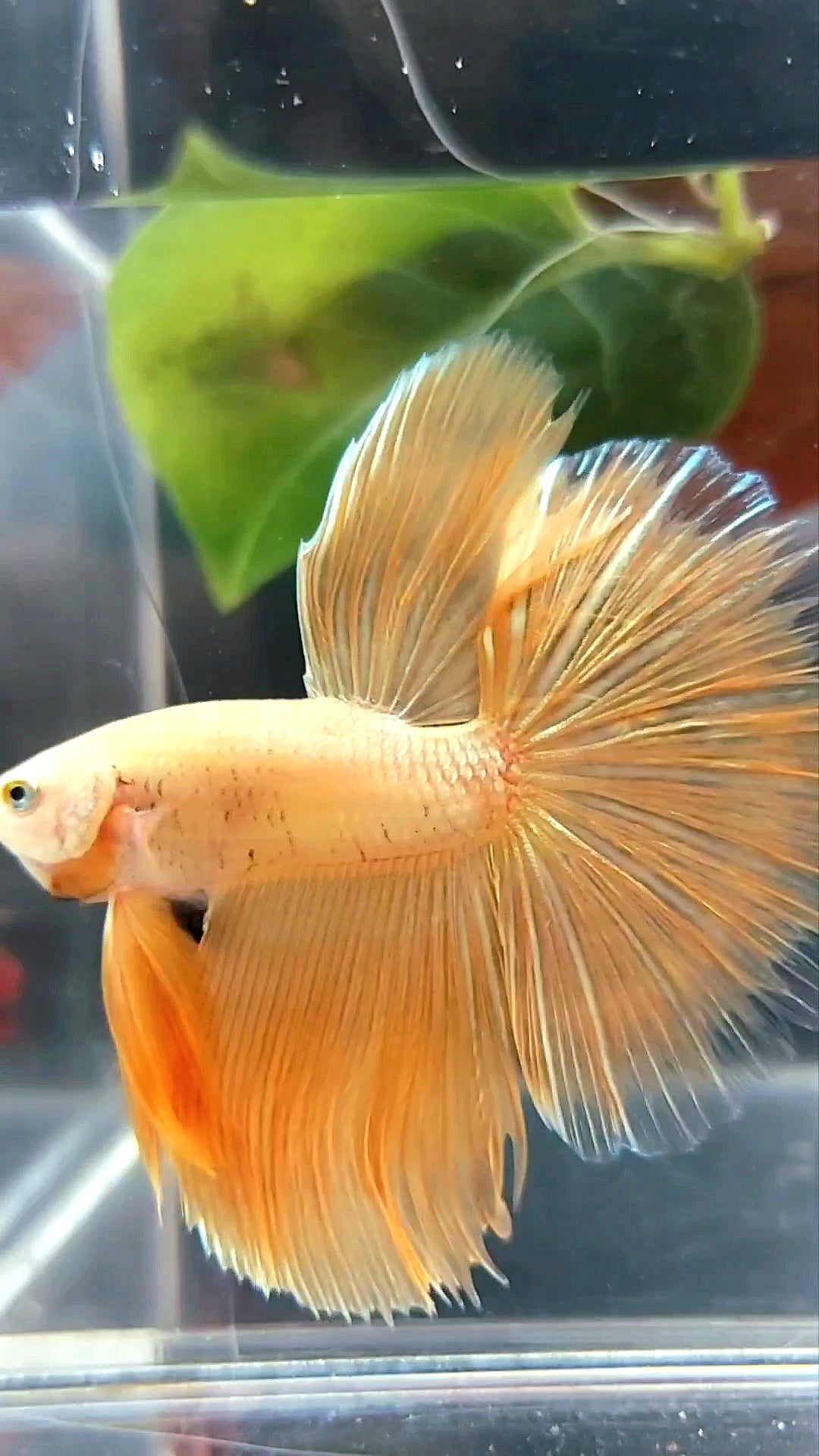 HALFMOON ROSETAIL SUPER GOLD 24 KARAT BETTA FISCH