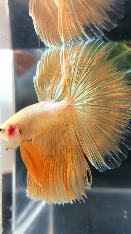 HALFMOON ROSETAIL SUPER GOLD 24 KARAT BETTA FISCH