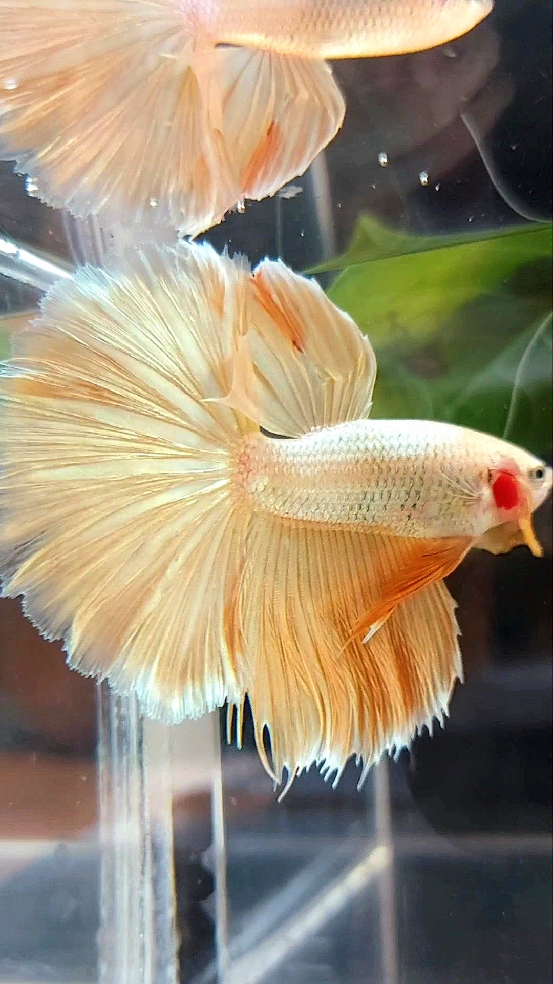 HALFMOON ROSETAIL SUPER GOLD 24 KARAT BETTA FISH