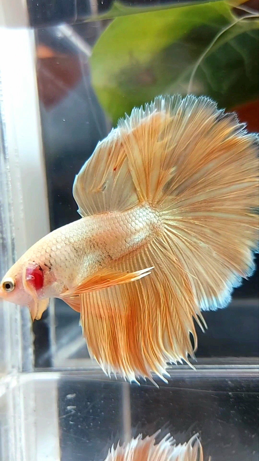 HALFMOON ROSETAIL SUPER GOLD 24 KARAT BETTA FISCH