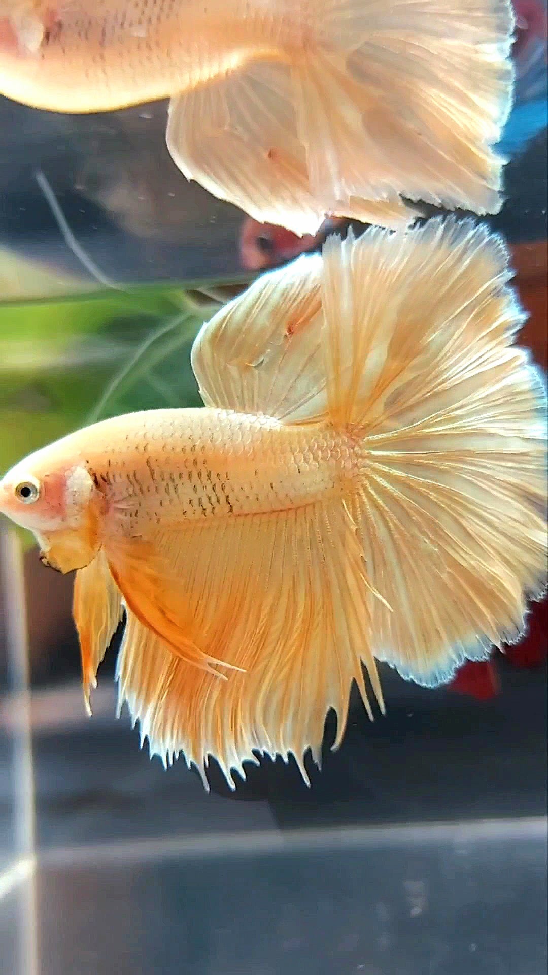 HALFMOON ROSETAIL SUPER GOLD 24 KARAT BETTA FISH