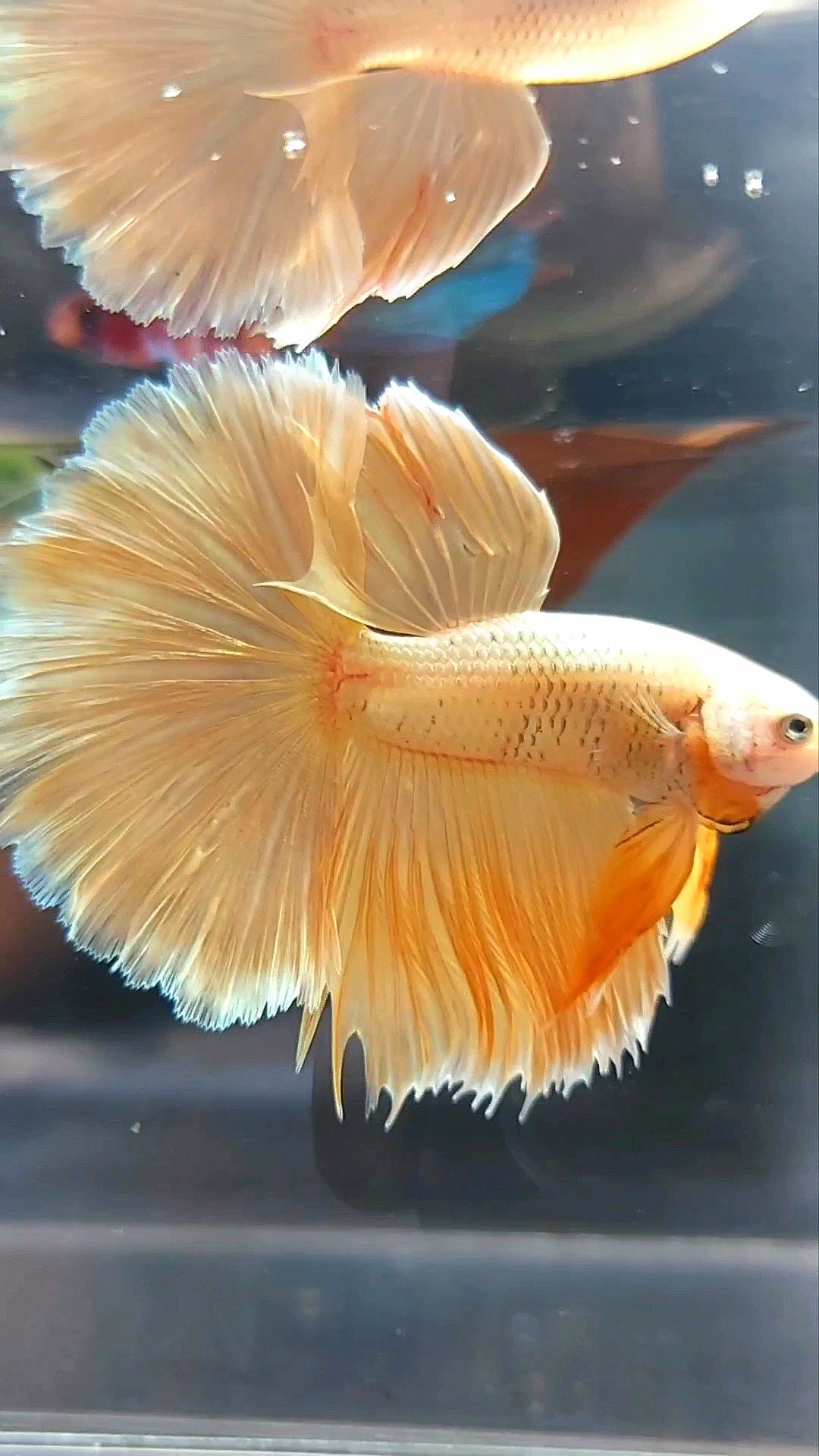 HALFMOON ROSETAIL SUPER GOLD 24 KARAT BETTA FISH