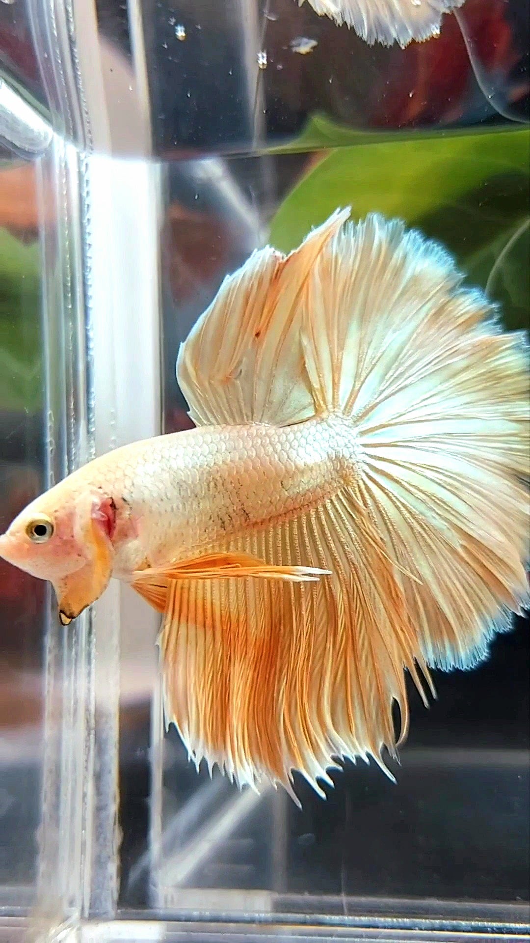 HALFMOON ROSETAIL SUPER GOLD 24 KARAT BETTA FISCH