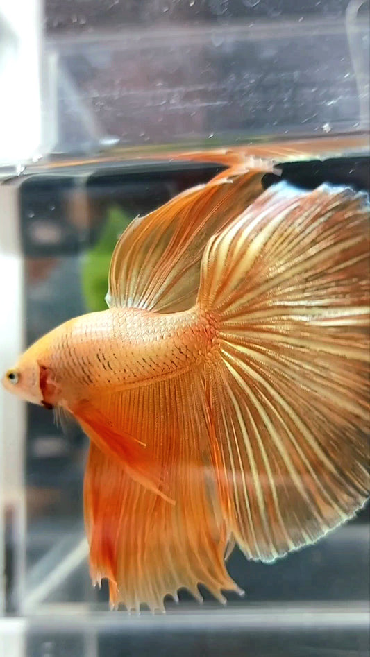 HALFMOON ROSETAIL SUPER GOLD 24 KARAT BETTA FISH