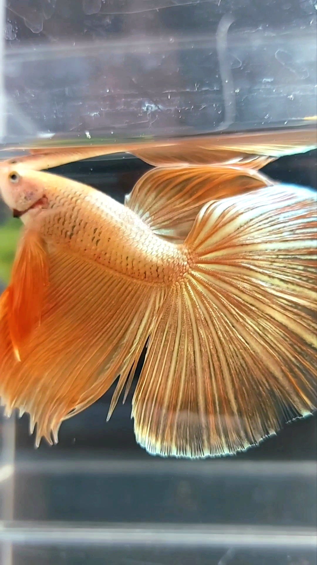 HALFMOON ROSETAIL SUPER GOLD 24 KARAT BETTA FISH