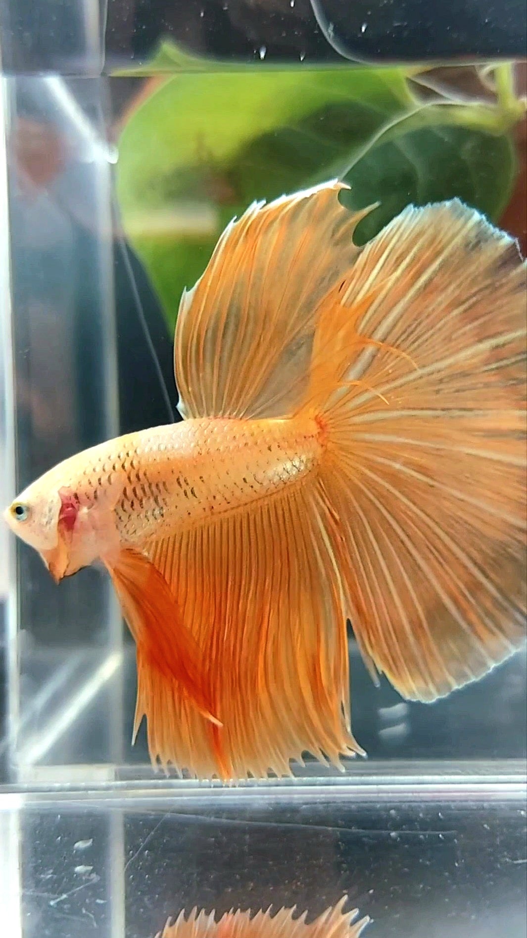 HALFMOON ROSETAIL SUPER GOLD 24 KARAT BETTA FISH