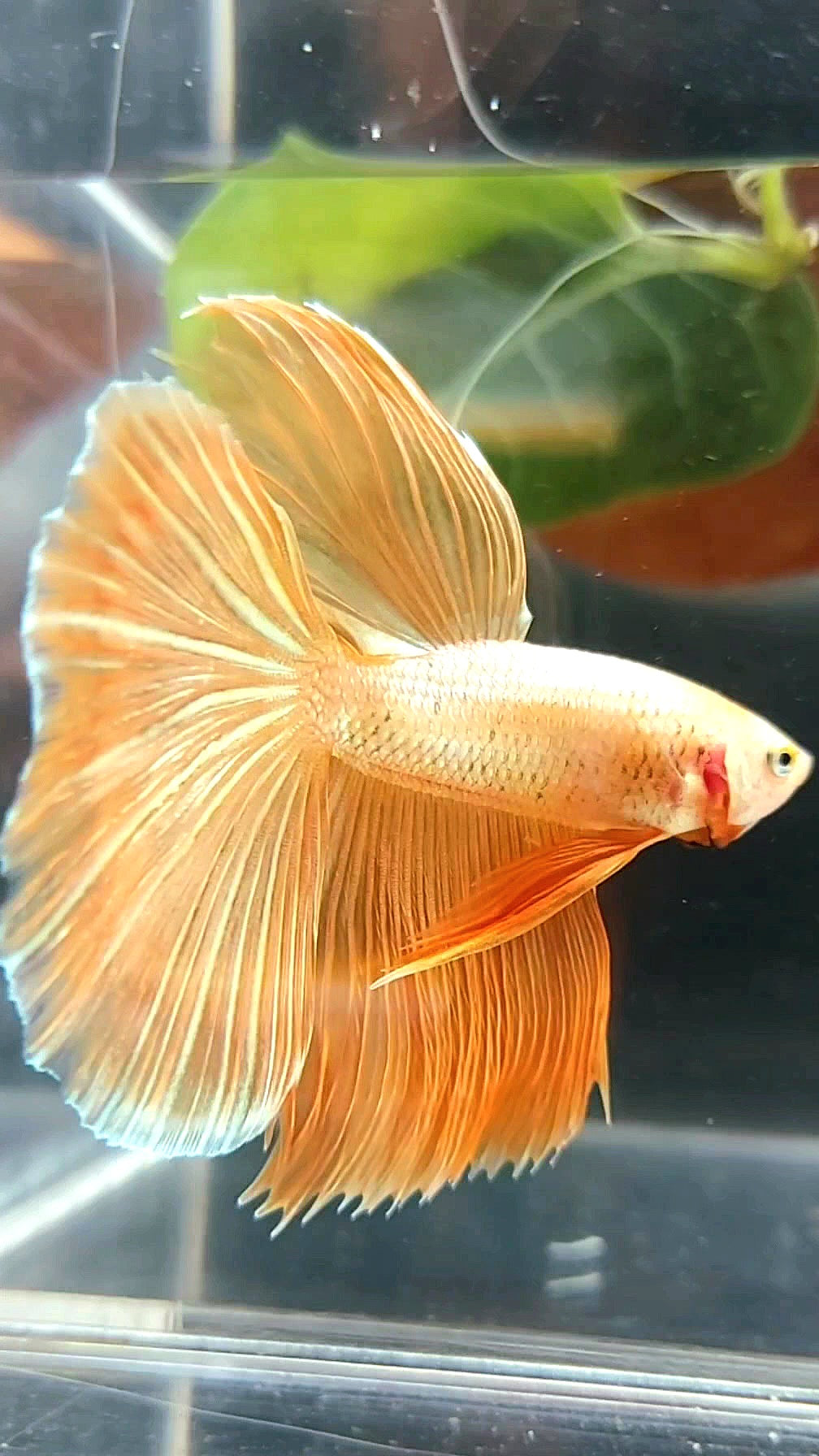 HALFMOON ROSETAIL SUPER GOLD 24 KARAT BETTA FISH