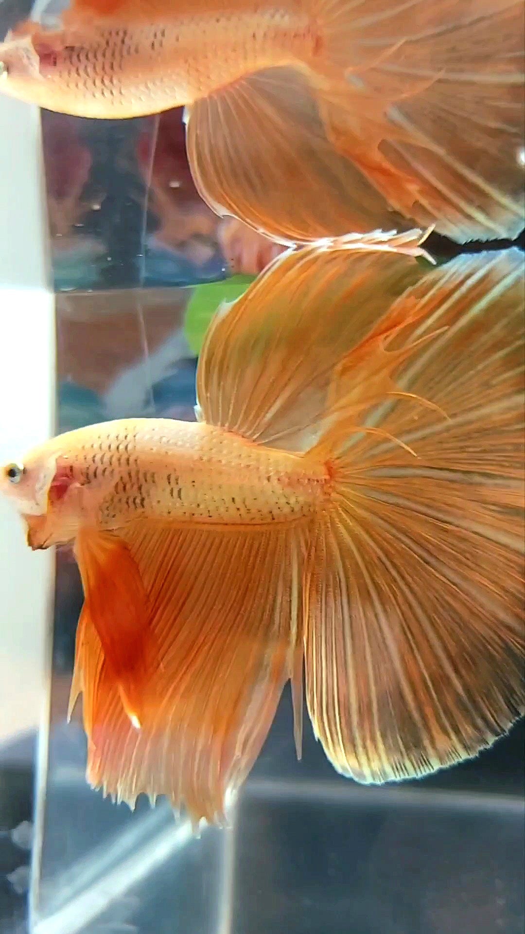 HALFMOON ROSETAIL SUPER GOLD 24 KARAT BETTA FISH