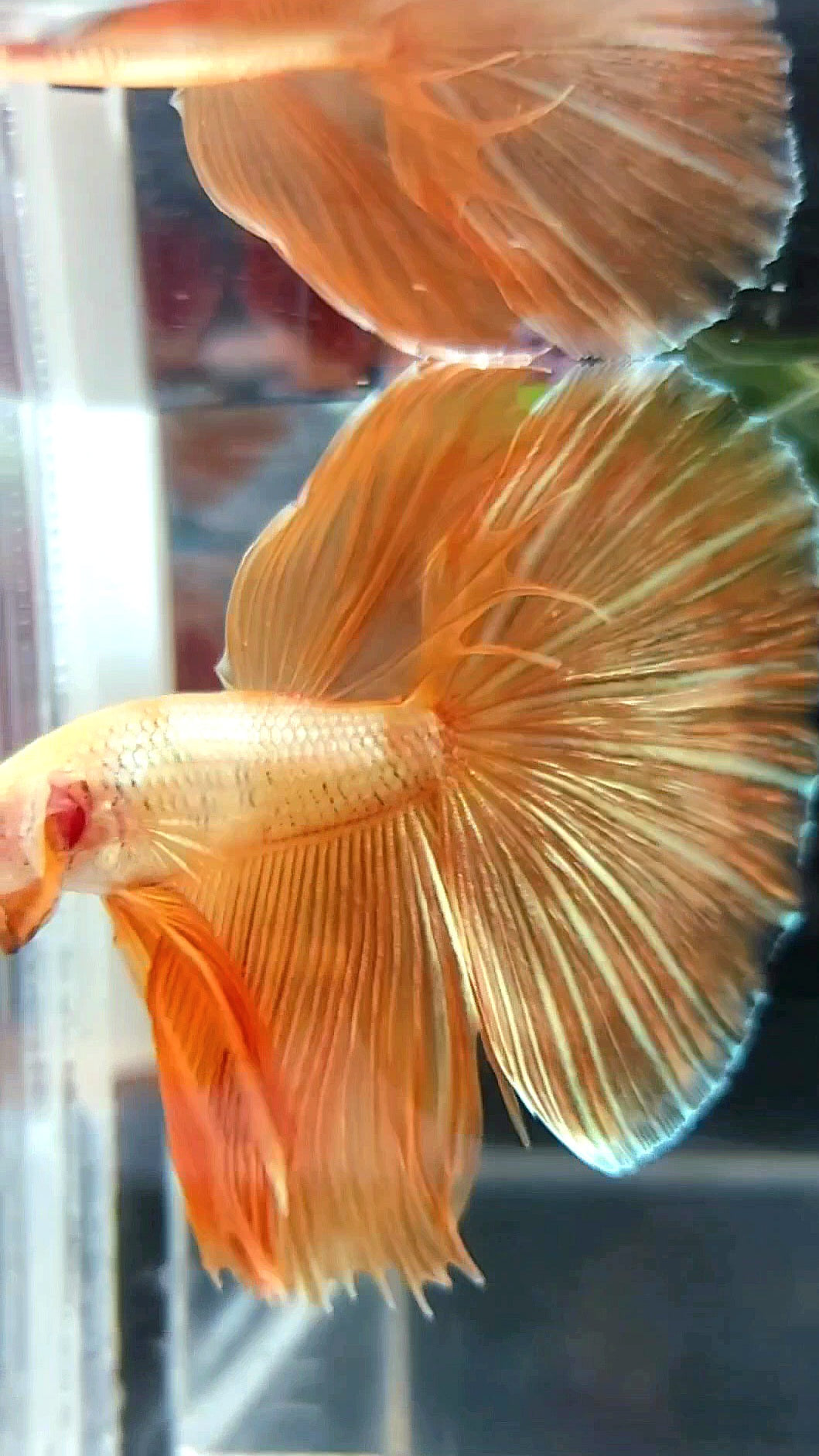 HALFMOON ROSETAIL SUPER GOLD 24 KARAT BETTA FISH