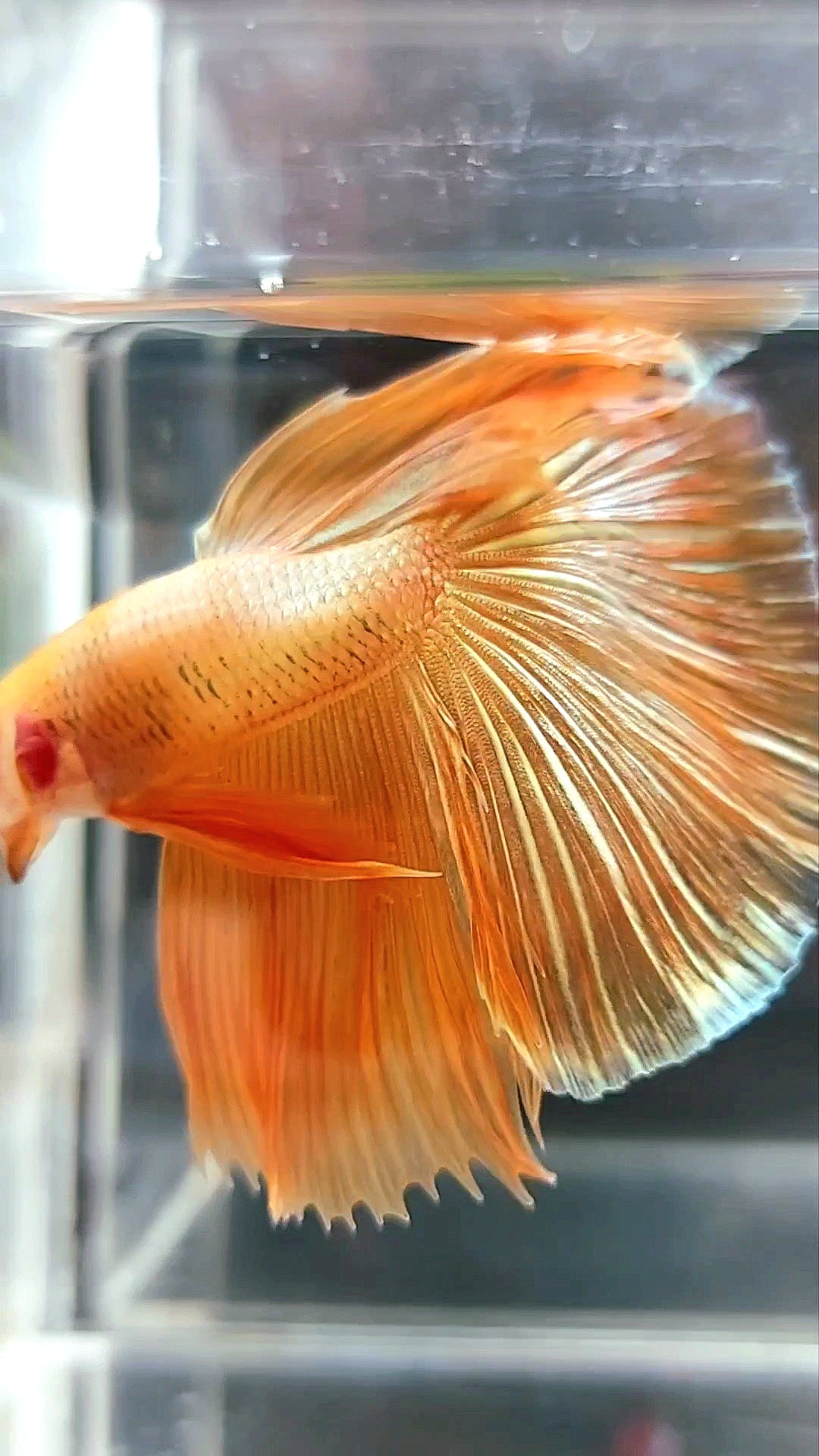 HALFMOON ROSETAIL SUPER GOLD 24 KARAT BETTA FISH