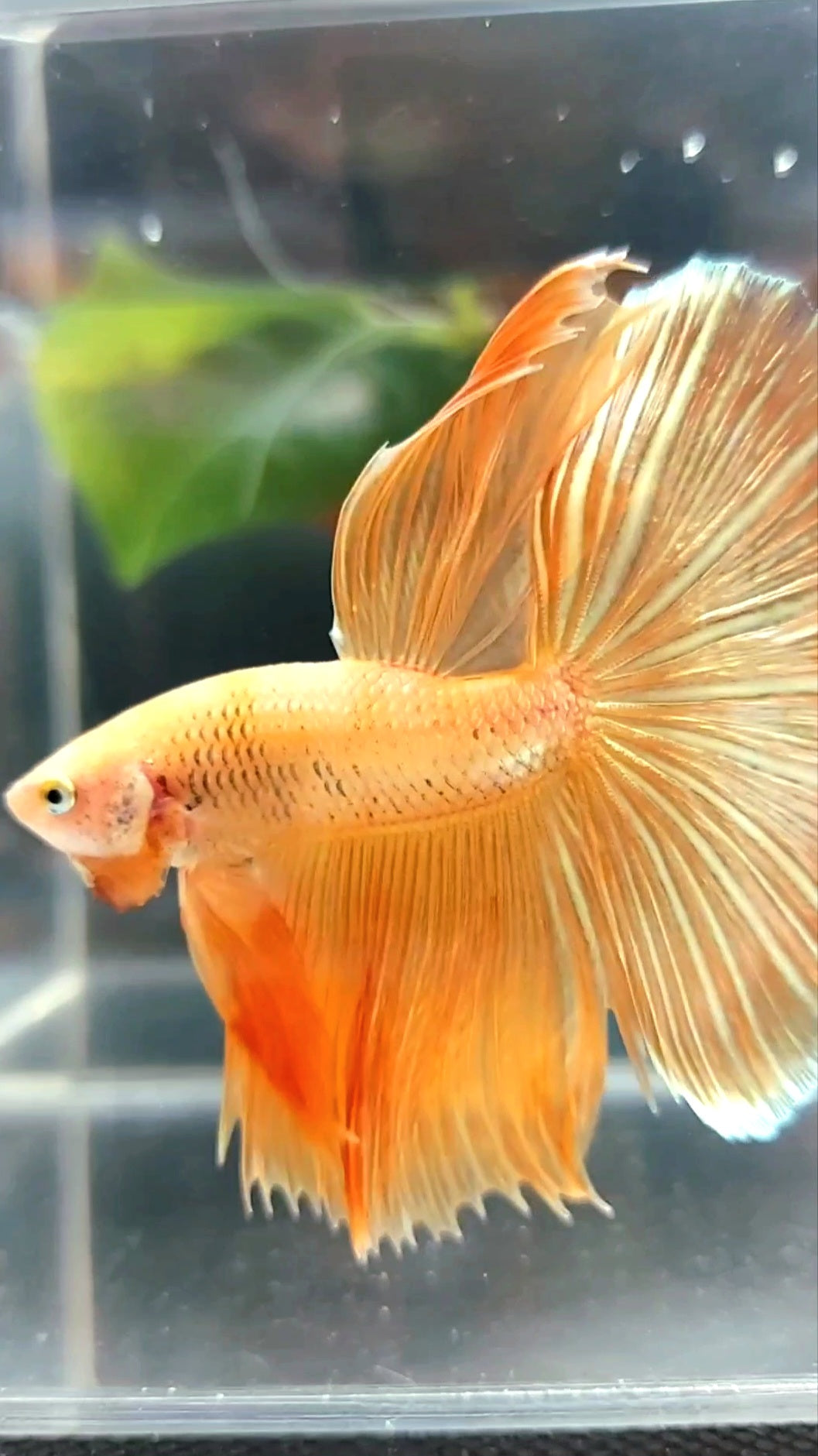 HALFMOON ROSETAIL SUPER GOLD 24 KARAT BETTA FISH