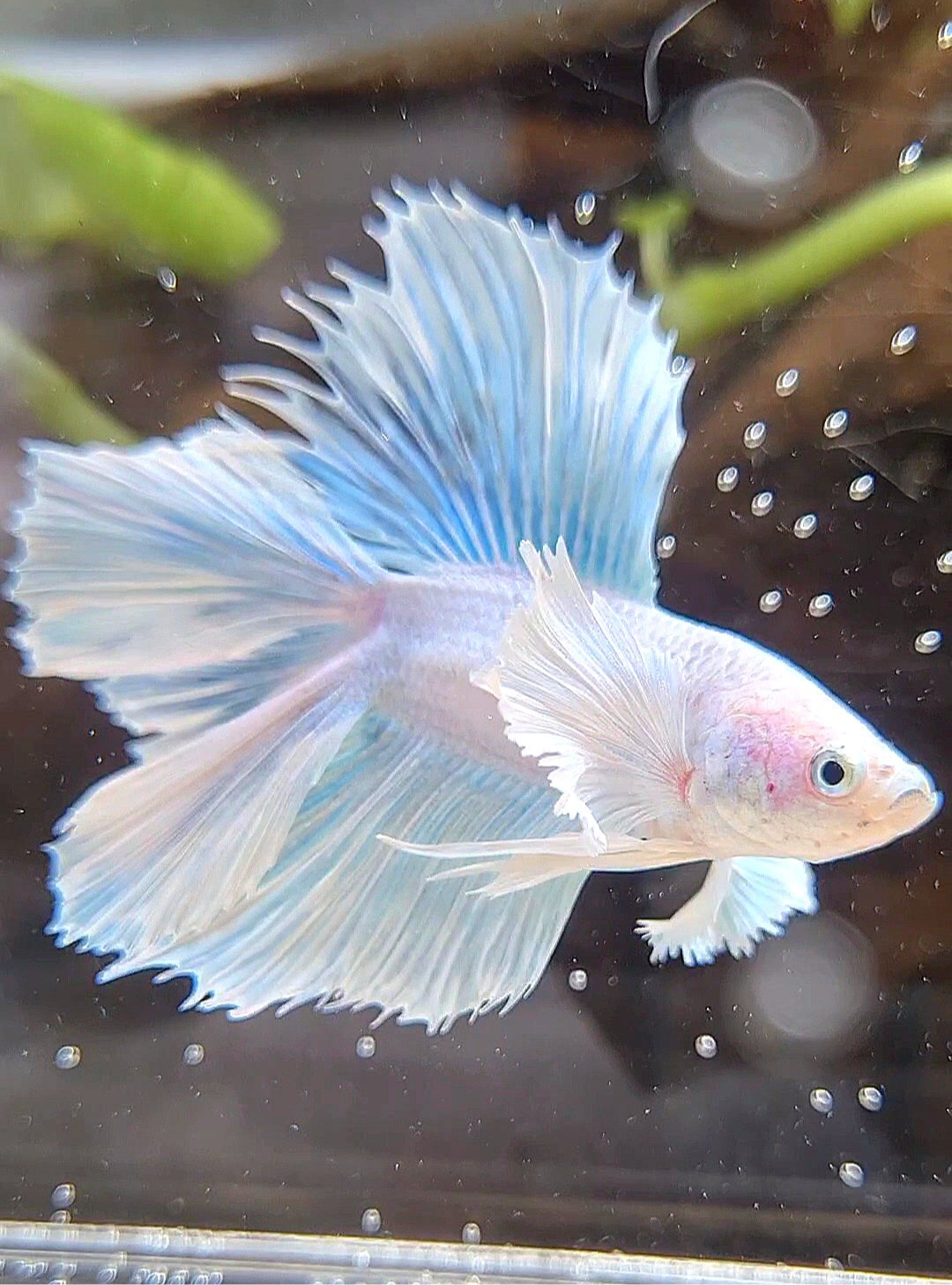 HALFMOON DOUBLE TAIL DUMBO EAR WHITE UNICORN BETTA FISH