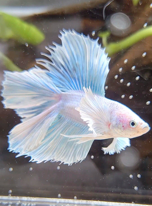 HALFMOON DOUBLE TAIL DUMBO EAR WHITE UNICORN BETTA FISH