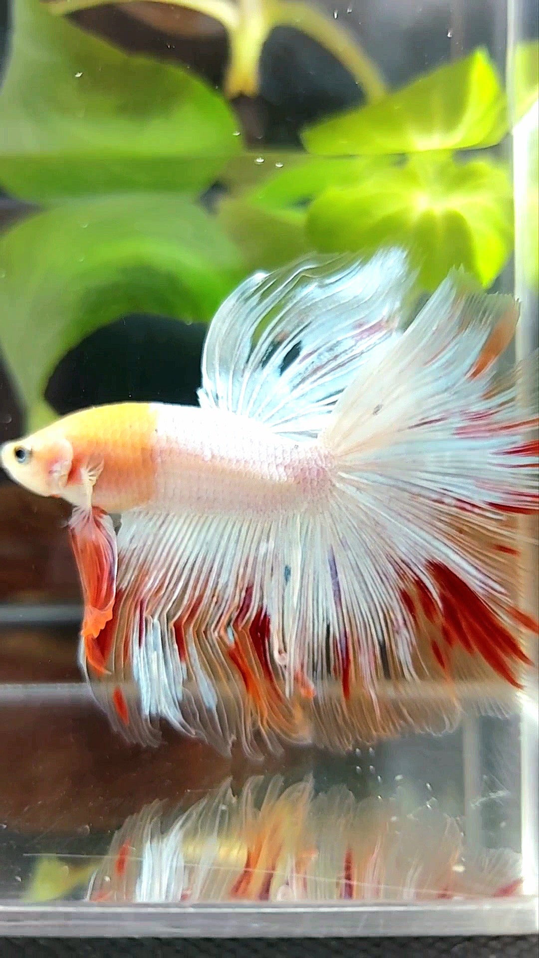 HALFMOON OVERTAIL ROSETAIL BAREFACE UNIQUE WHITE ARMAGEDDON PREMIUM BETTA FISH