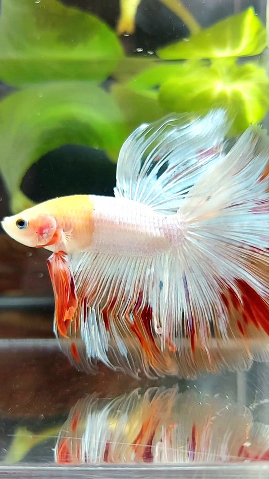 HALFMOON OVERTAIL ROSETAIL BAREFACE EINZIGARTIGER WEISSER ARMAGEDDON PREMIUM BETTA FISCH