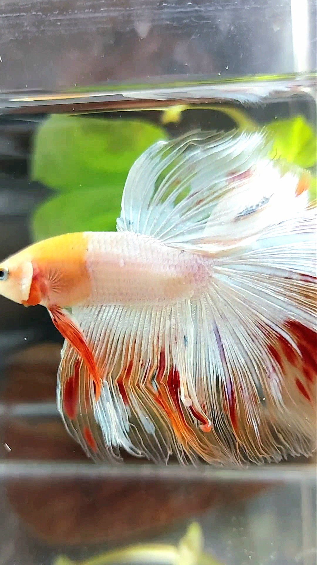 HALFMOON OVERTAIL ROSETAIL BAREFACE EINZIGARTIGER WEISSER ARMAGEDDON PREMIUM BETTA FISCH