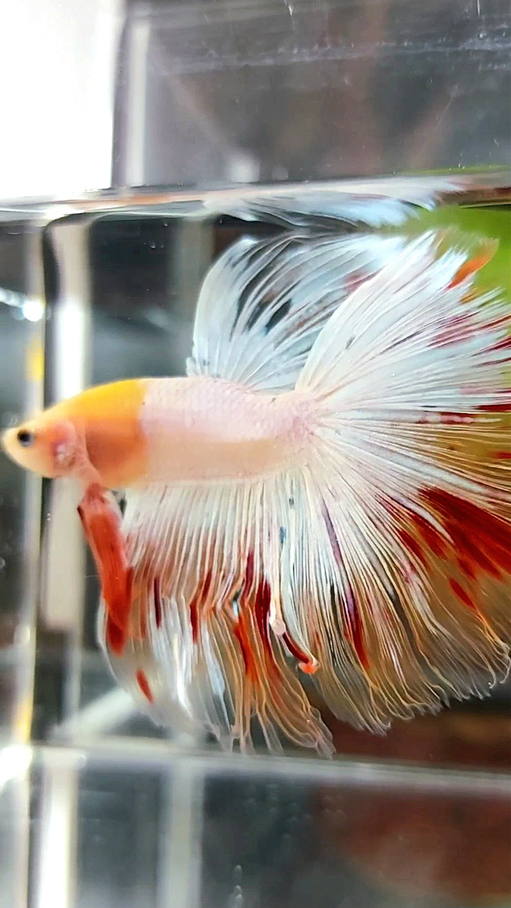 HALFMOON OVERTAIL ROSETAIL BAREFACE UNIQUE WHITE ARMAGEDDON PREMIUM BETTA FISH