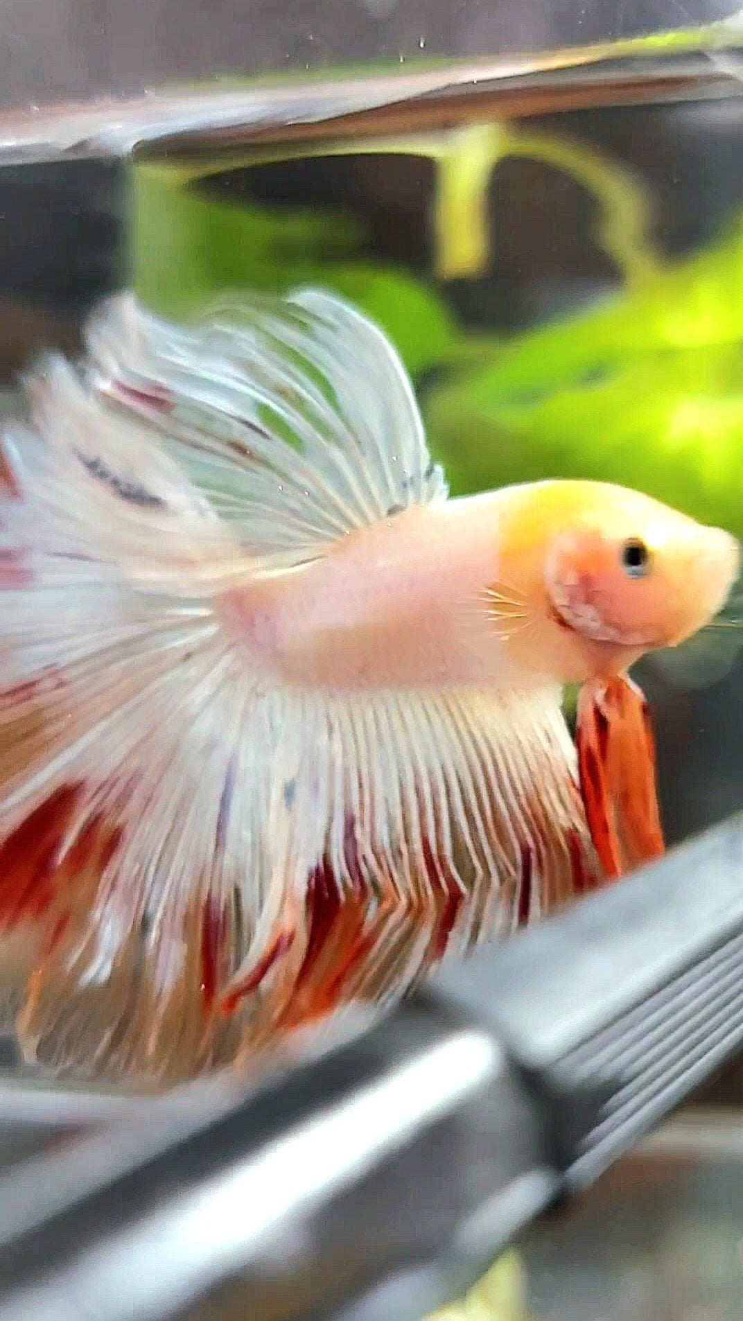 HALFMOON OVERTAIL ROSETAIL BAREFACE EINZIGARTIGER WEISSER ARMAGEDDON PREMIUM BETTA FISCH