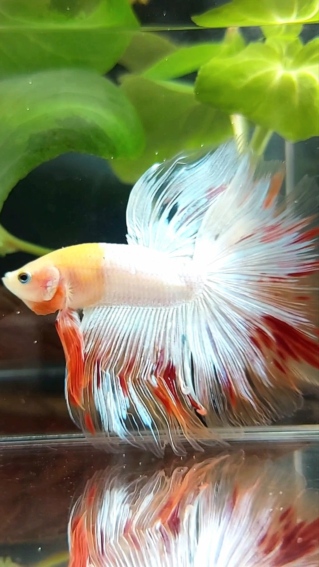 HALFMOON OVERTAIL ROSETAIL BAREFACE EINZIGARTIGER WEISSER ARMAGEDDON PREMIUM BETTA FISCH