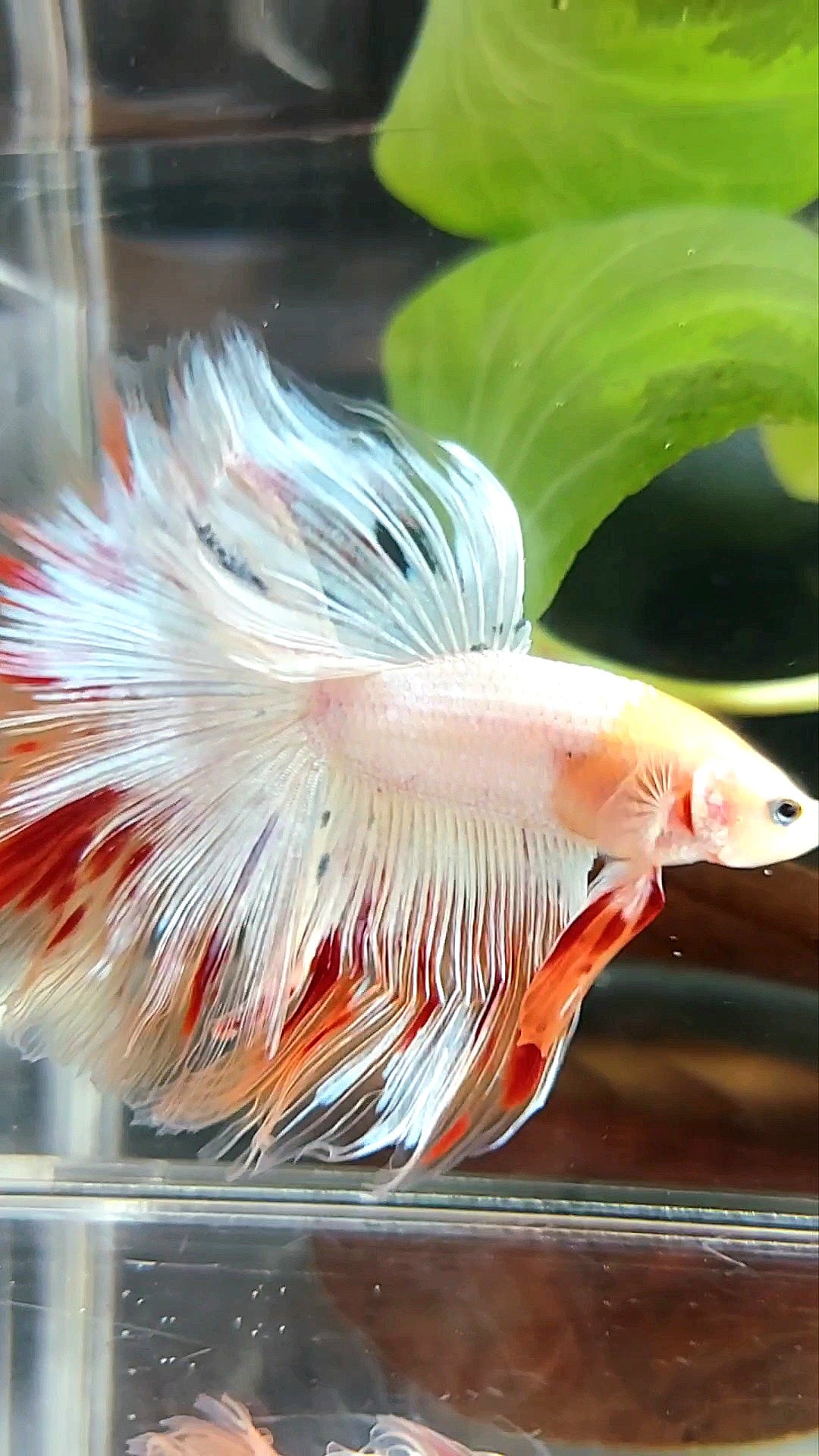 HALFMOON OVERTAIL ROSETAIL BAREFACE UNIQUE WHITE ARMAGEDDON PREMIUM BETTA FISH