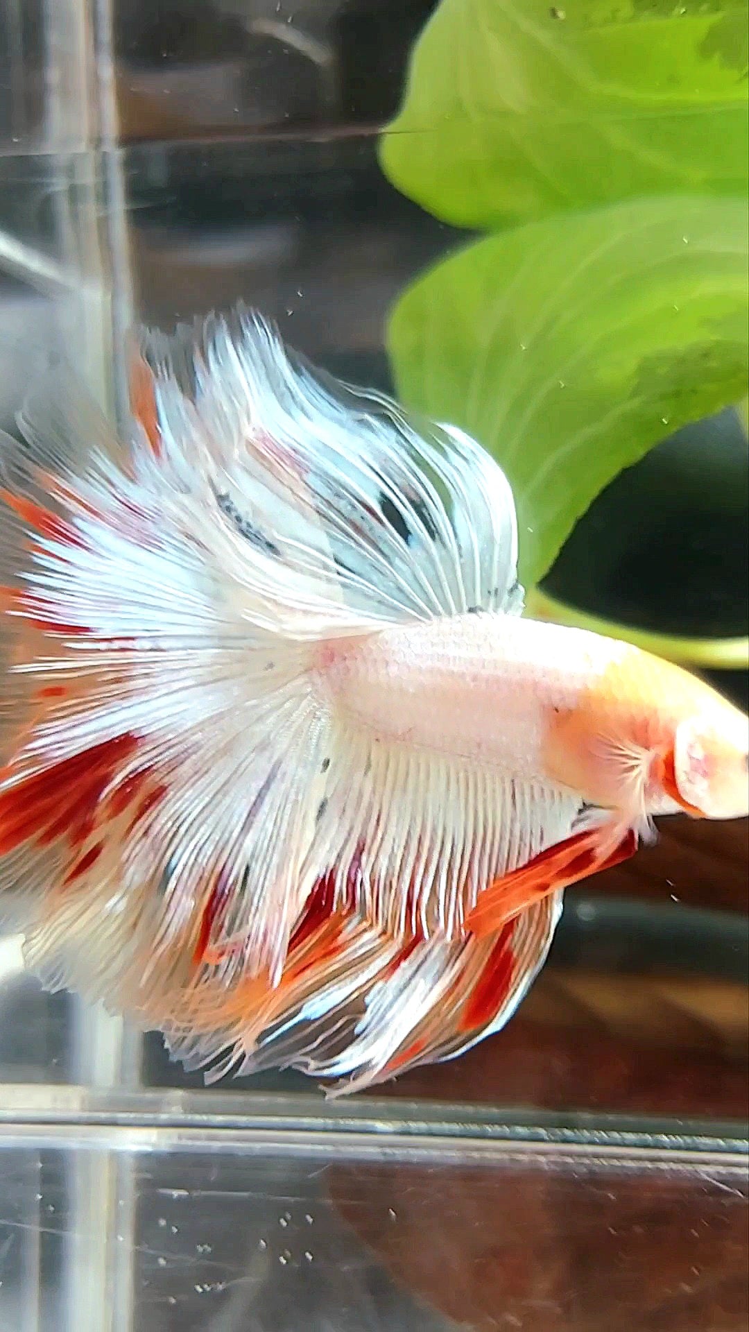 HALFMOON OVERTAIL ROSETAIL BAREFACE UNIQUE WHITE ARMAGEDDON PREMIUM BETTA FISH