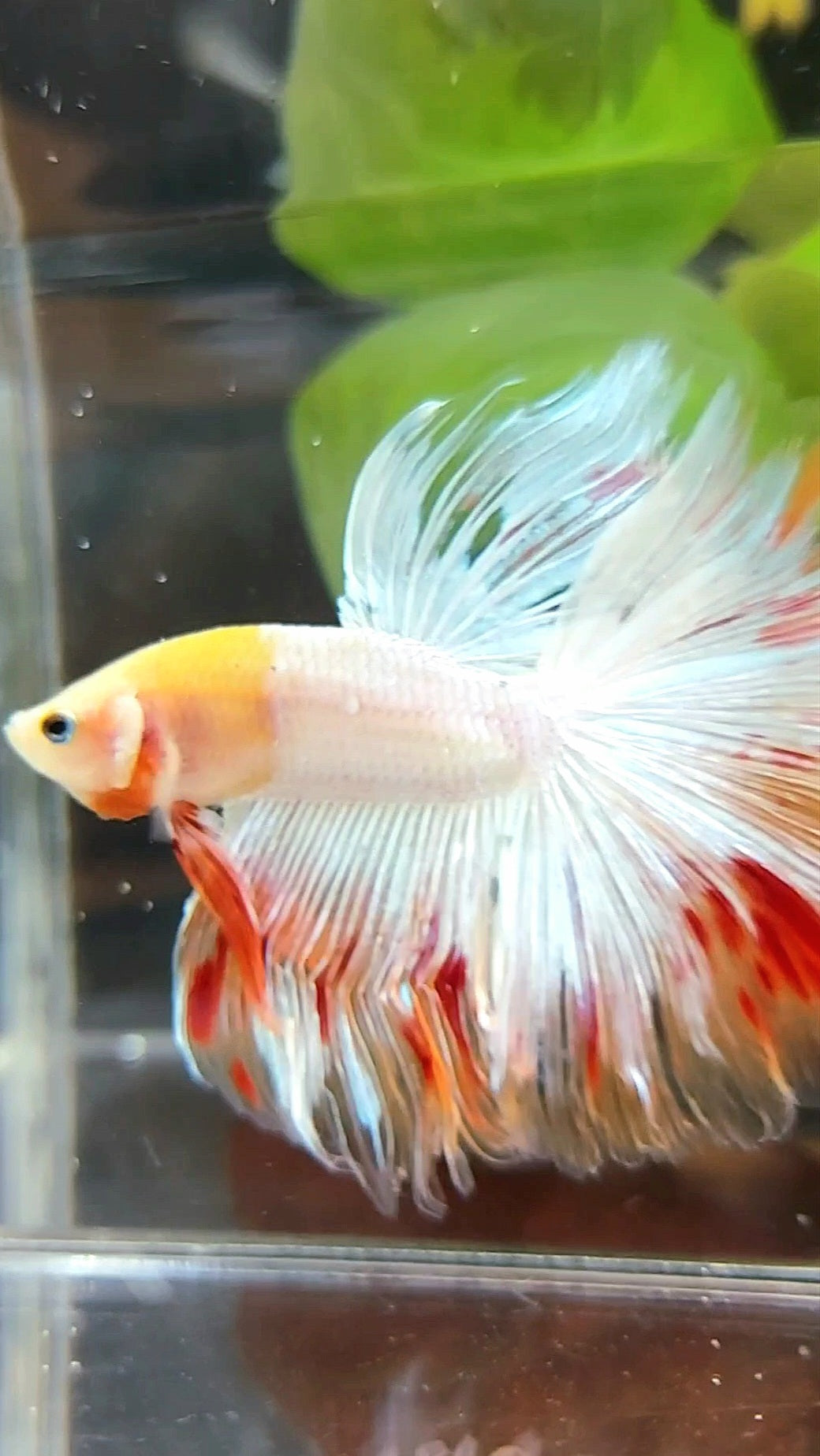 HALFMOON OVERTAIL ROSETAIL BAREFACE UNIQUE WHITE ARMAGEDDON PREMIUM BETTA FISH