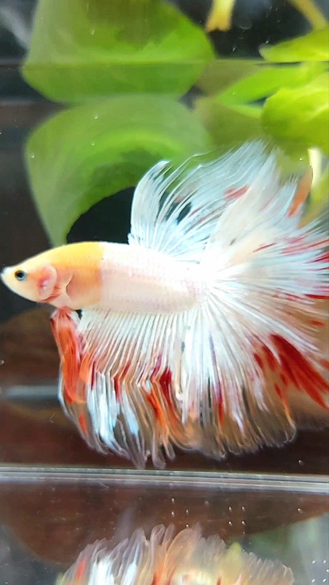 HALFMOON OVERTAIL ROSETAIL BAREFACE UNIQUE WHITE ARMAGEDDON PREMIUM BETTA FISH