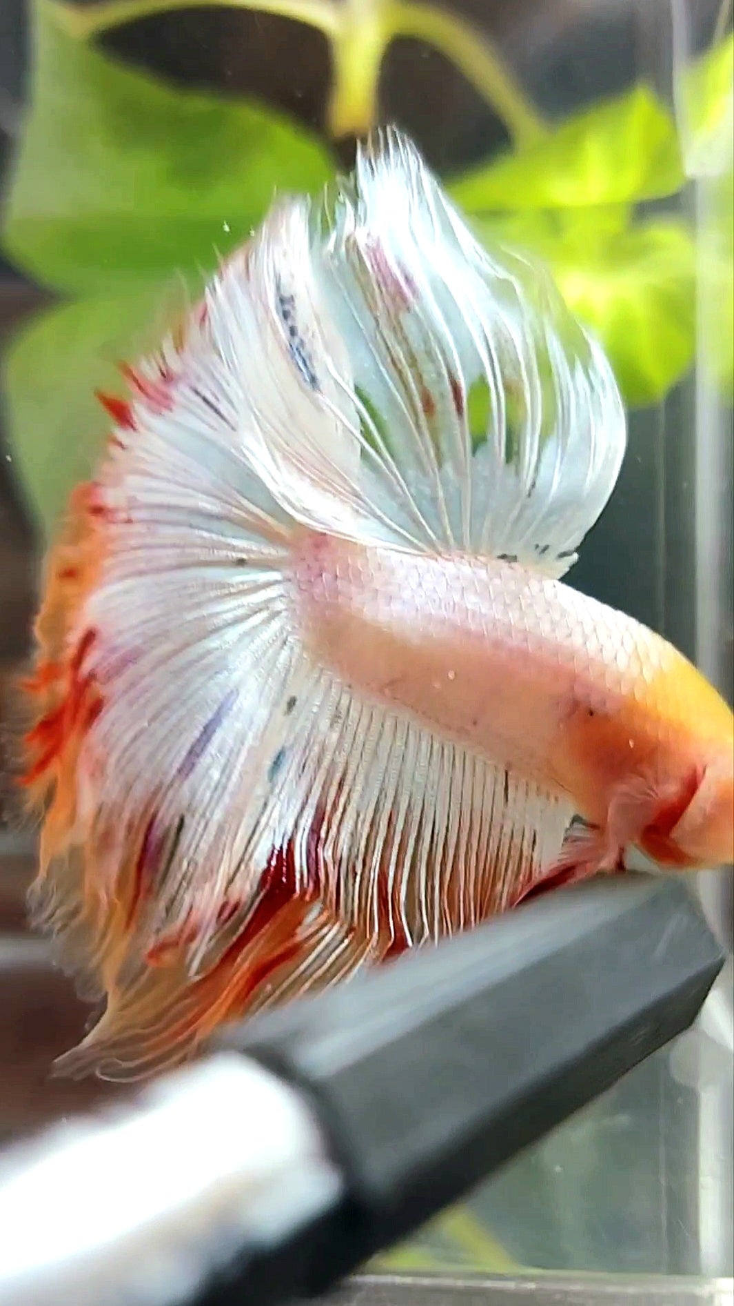 HALFMOON OVERTAIL ROSETAIL BAREFACE EINZIGARTIGER WEISSER ARMAGEDDON PREMIUM BETTA FISCH