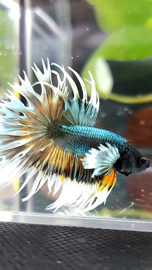 CROWNTAIL DUMBO COLORED EAR COPPER ARMY YELLOW WASH BETTA FISH