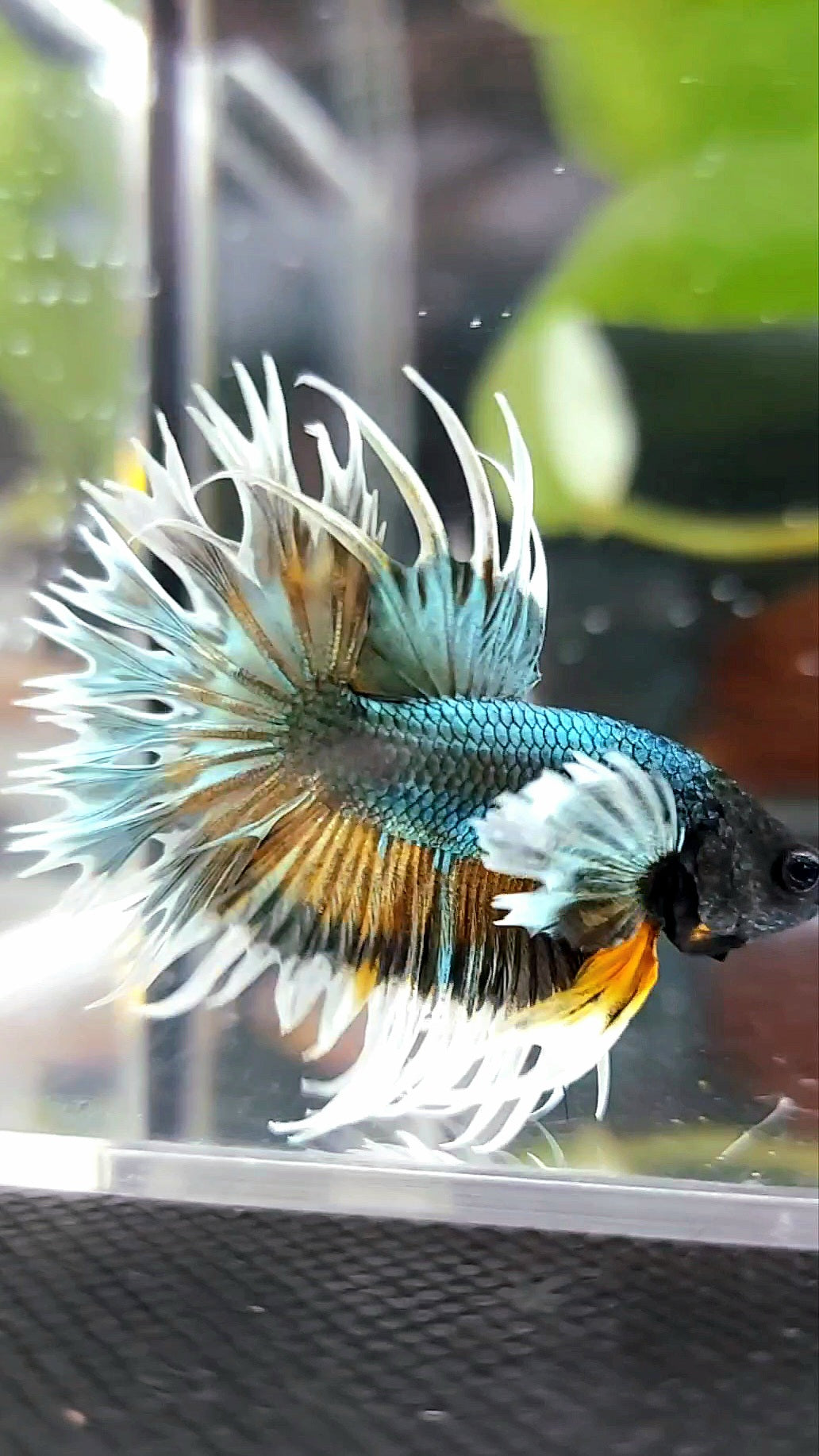 CROWNTAIL DUMBO COLORED EAR COPPER ARMY YELLOW WASH BETTA FISH