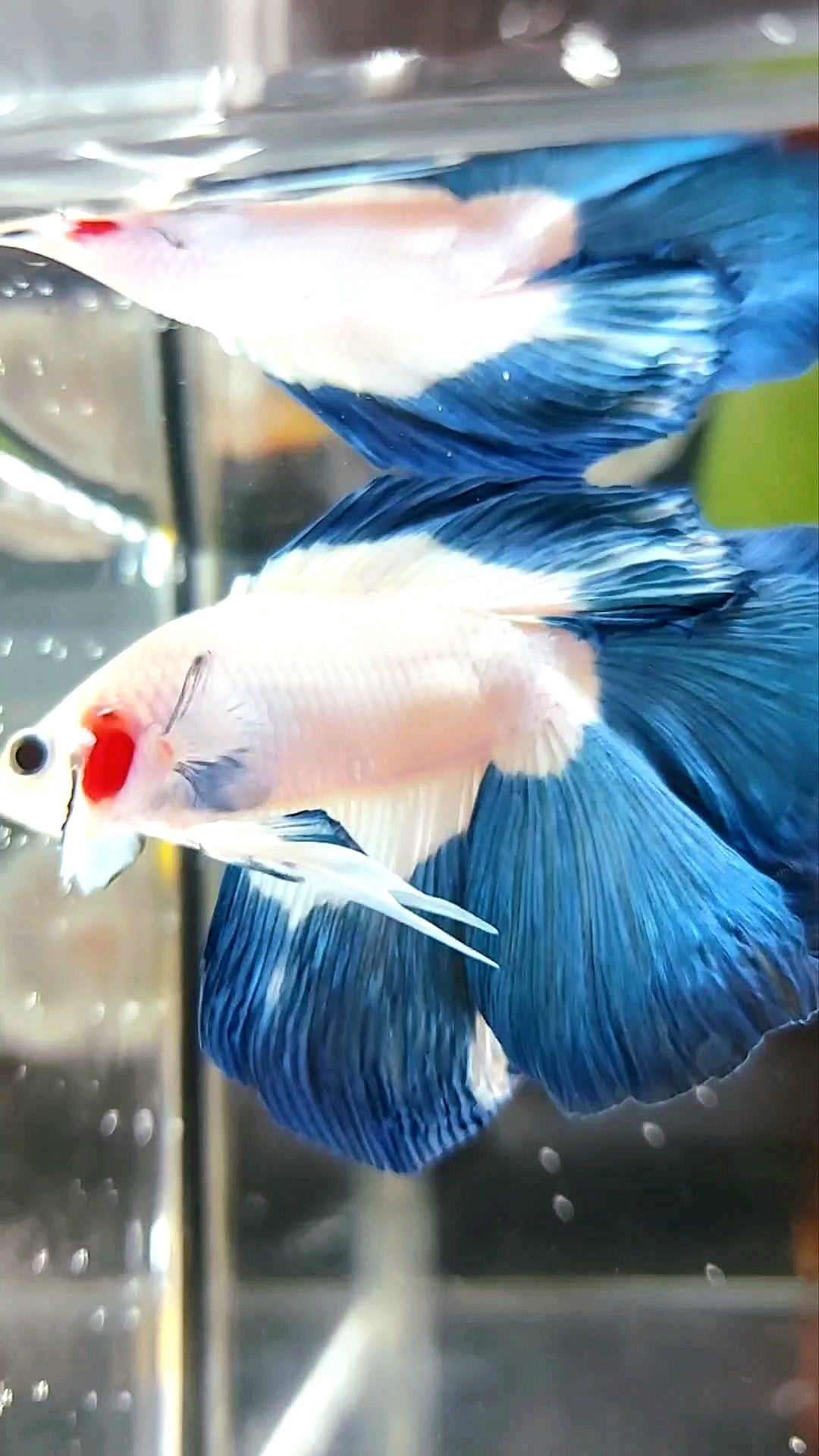 HALFMOON DOUBLE TAIL BLUE RIM BUTTERFLY BETTA FISH