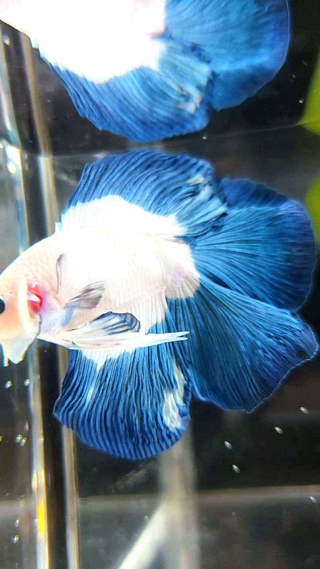 HALFMOON DOUBLE TAIL BLUE RIM BUTTERFLY BETTA FISH