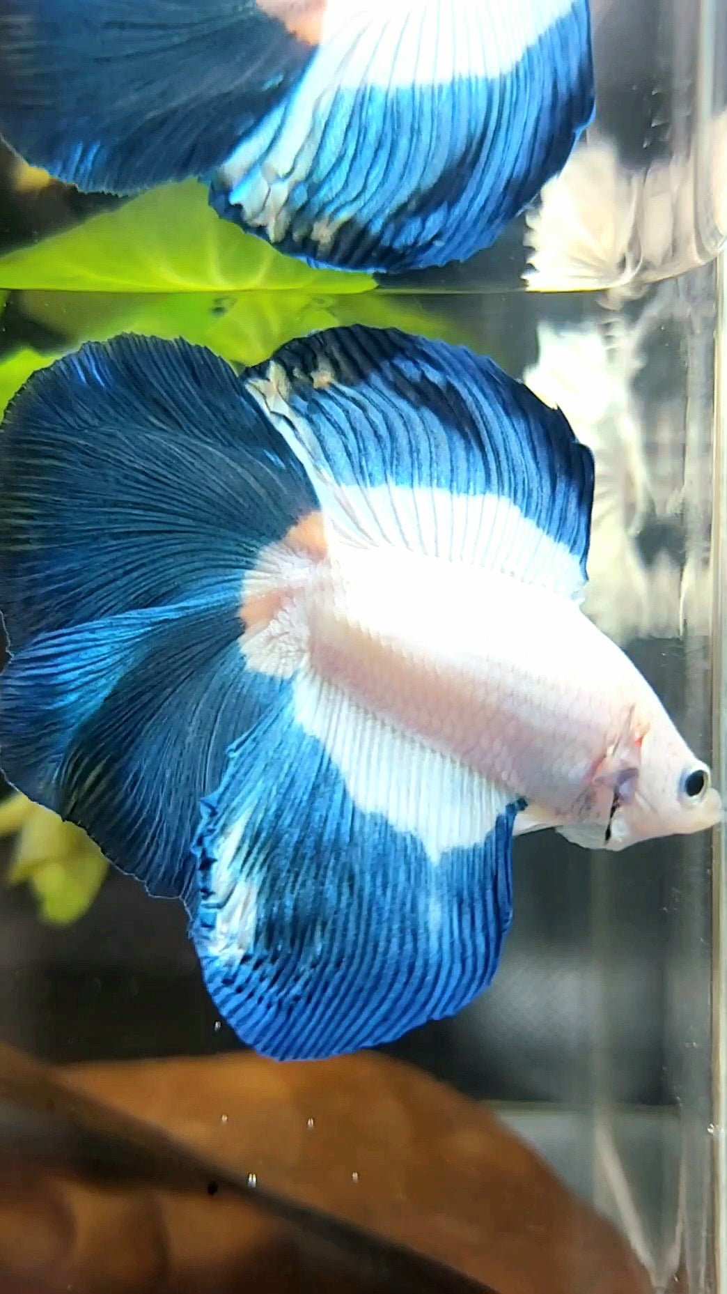 HALFMOON DOUBLE TAIL BLUE RIM BUTTERFLY BETTA FISH