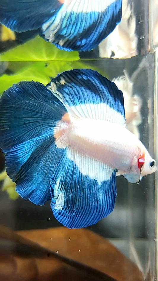 HALFMOON DOUBLE TAIL BLUE RIM BUTTERFLY BETTA FISH