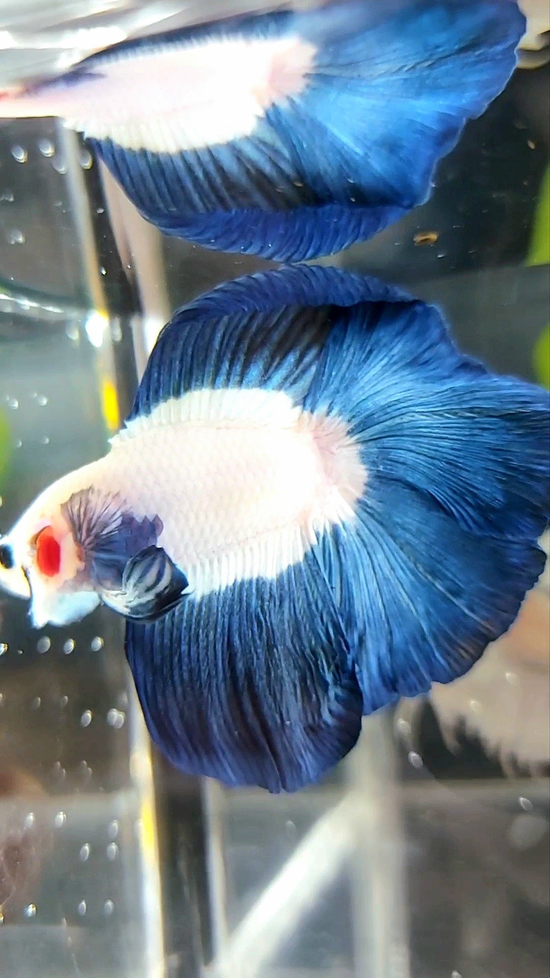 HALFMOON DOUBLE TAIL BLUE RIM BUTTERFLY BETTA FISH