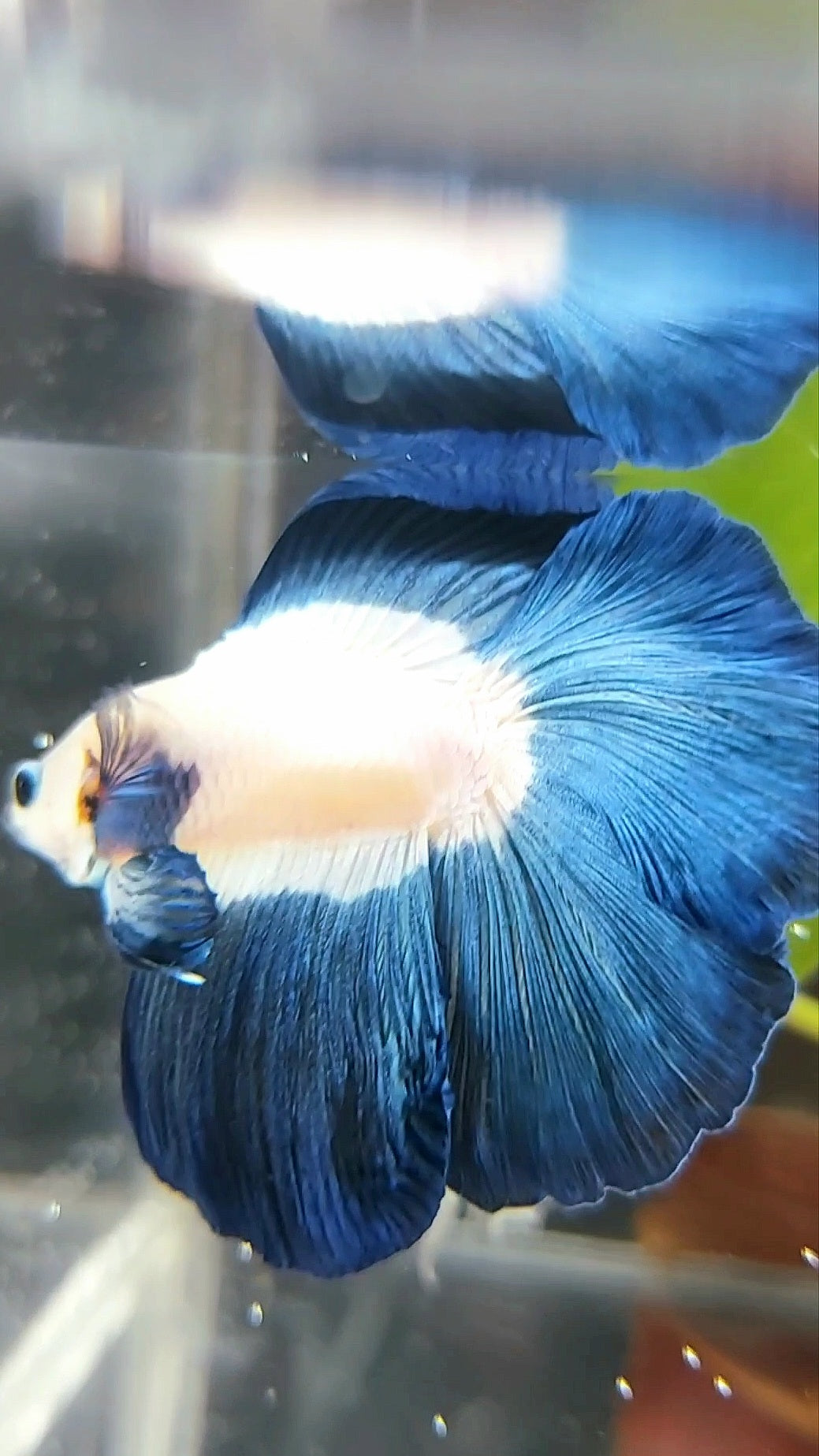 HALFMOON DOUBLE TAIL BLUE RIM BUTTERFLY BETTA FISH