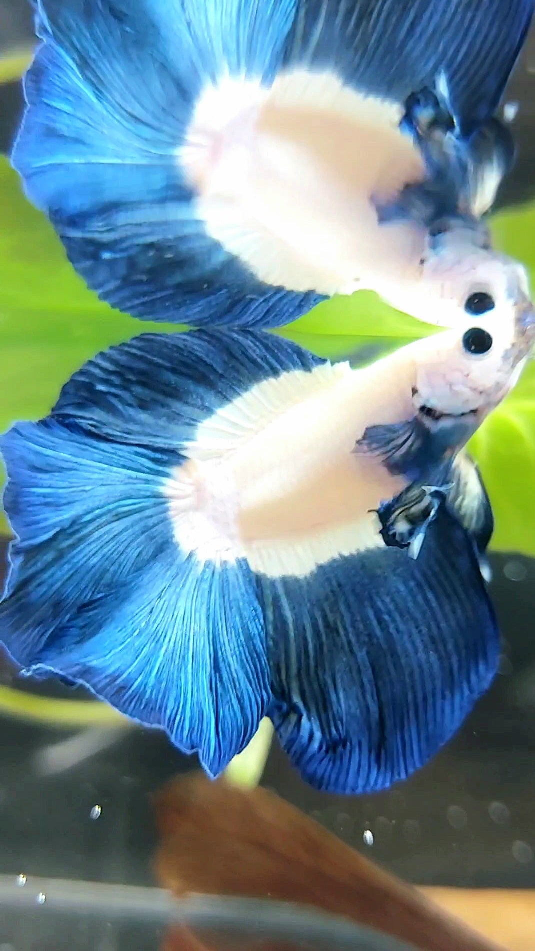 HALFMOON DOUBLE TAIL BLUE RIM BUTTERFLY BETTA FISH