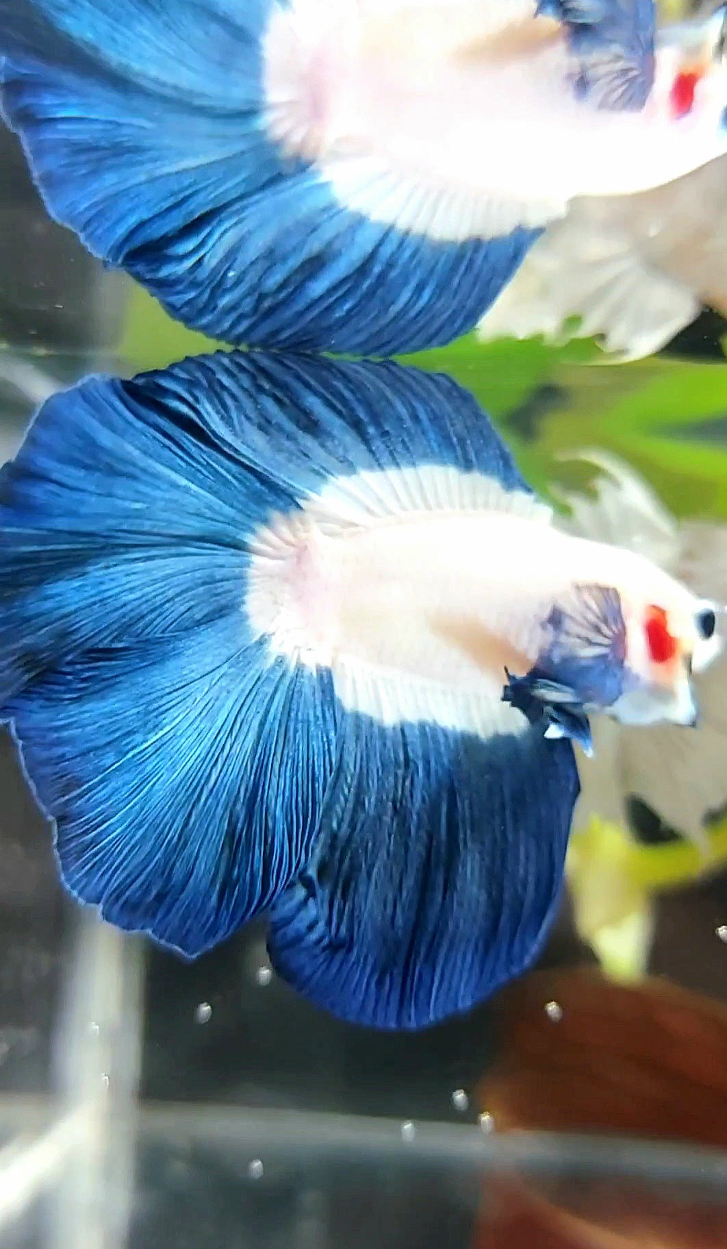 HALFMOON DOUBLE TAIL BLUE RIM BUTTERFLY BETTA FISH