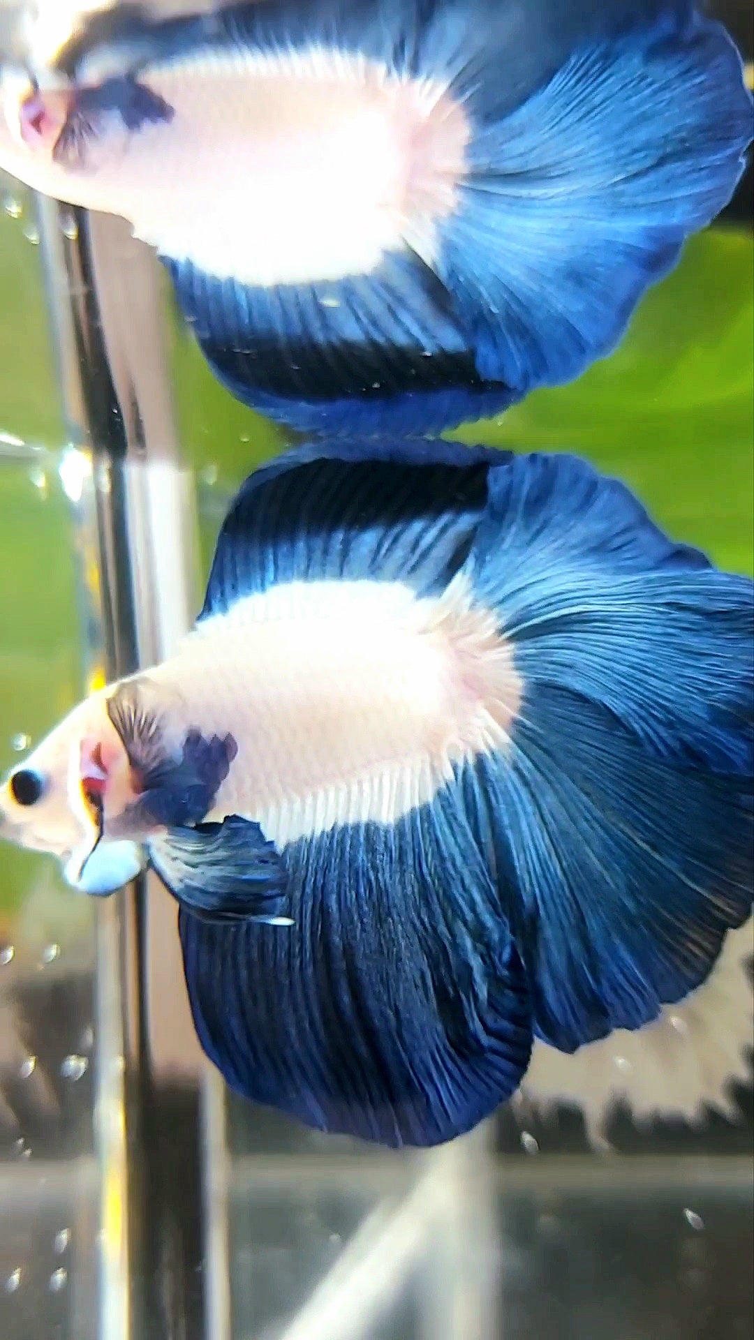 HALFMOON DOUBLE TAIL BLUE RIM BUTTERFLY BETTA FISH