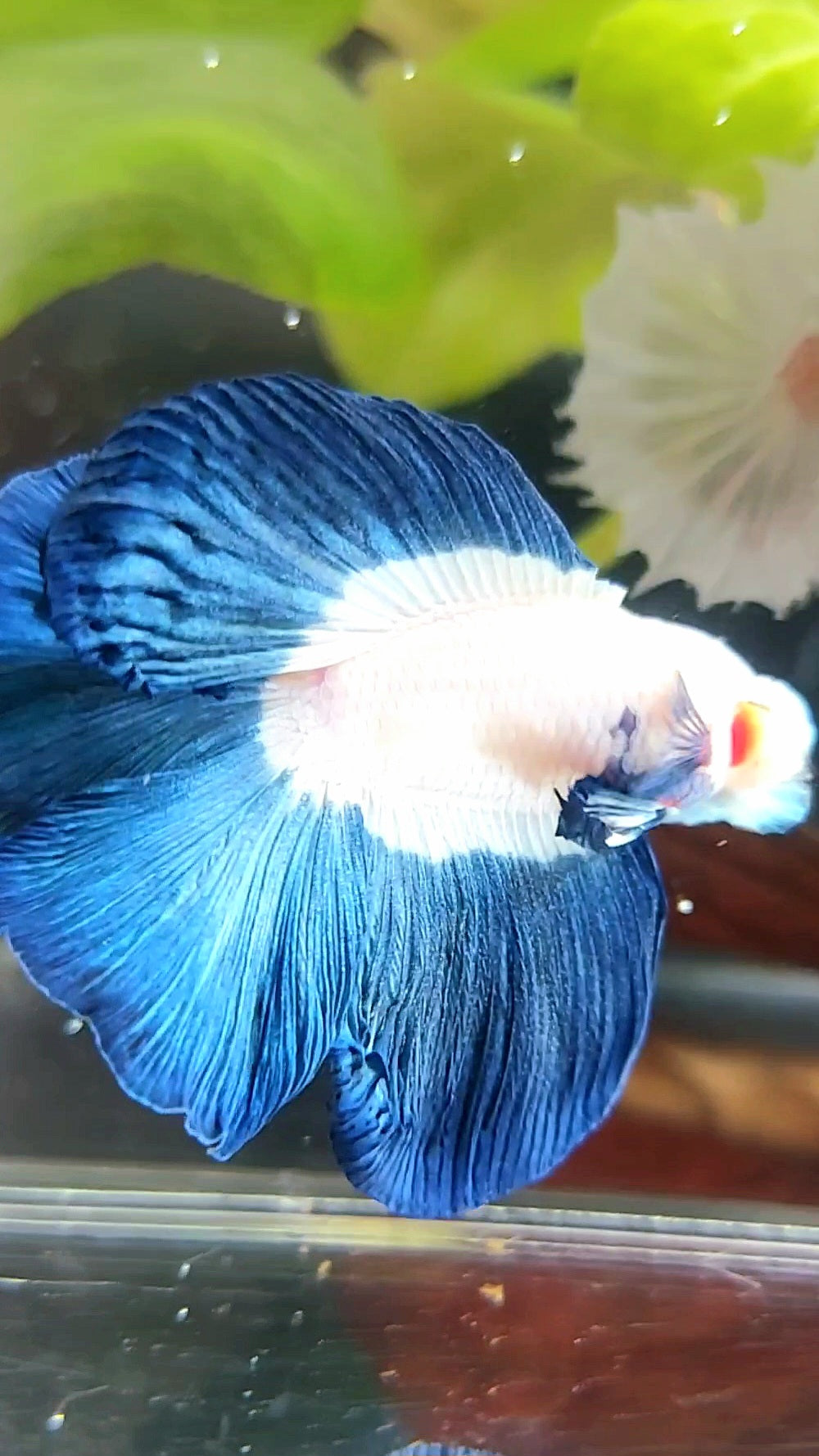 HALFMOON DOUBLE TAIL BLUE RIM BUTTERFLY BETTA FISH