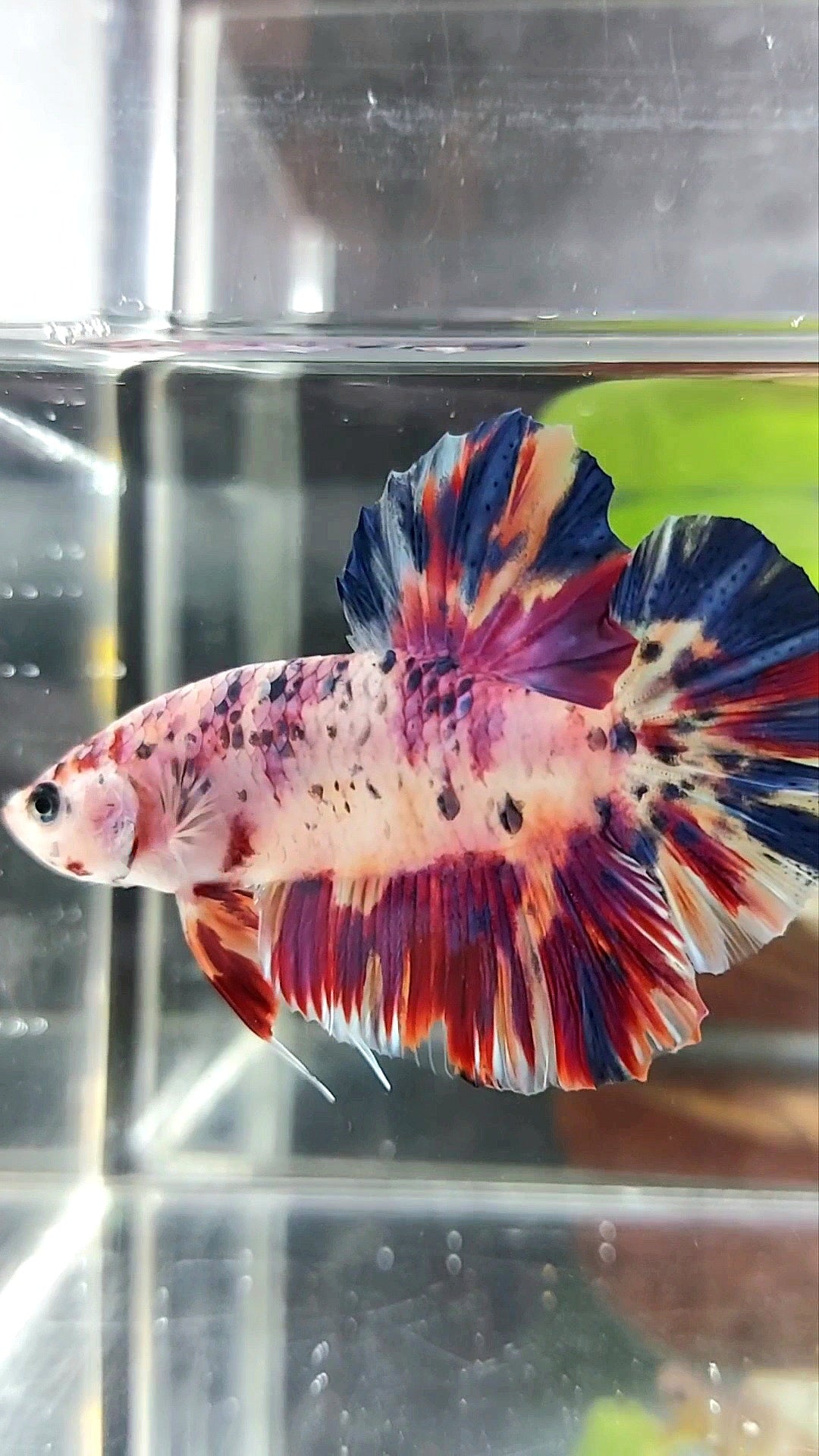 GIANT PLAKAT BO 5CM PURPLE CANDY DOTS MULTICOLOR BETTA FISH