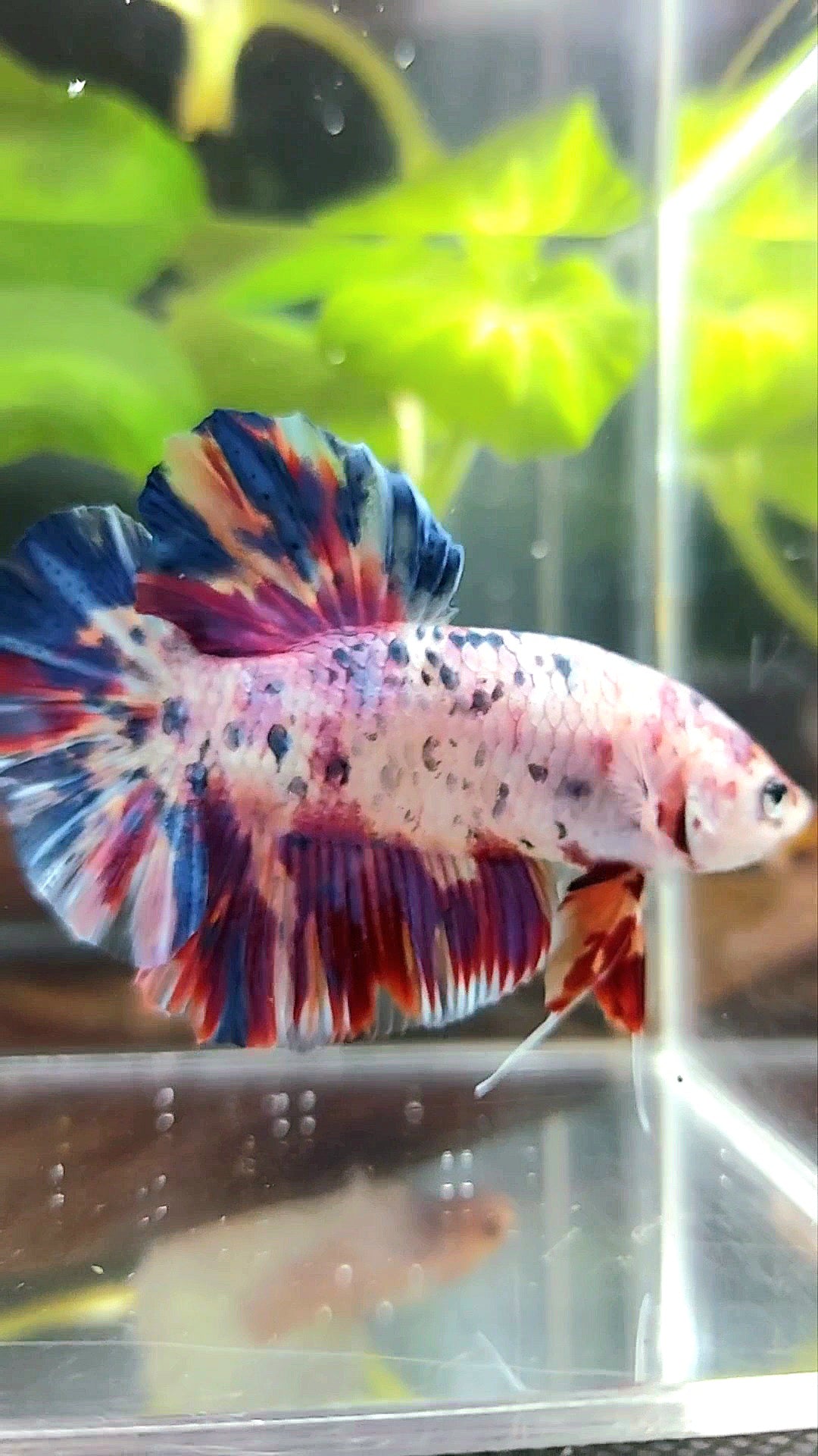 GIANT PLAKAT BO 5CM PURPLE CANDY DOTS MULTICOLOR BETTA FISH