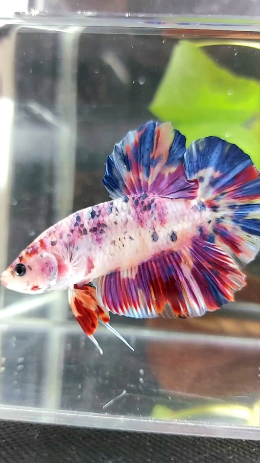 GIANT PLAKAT BO 5CM PURPLE CANDY DOTS MULTICOLOR BETTA FISH