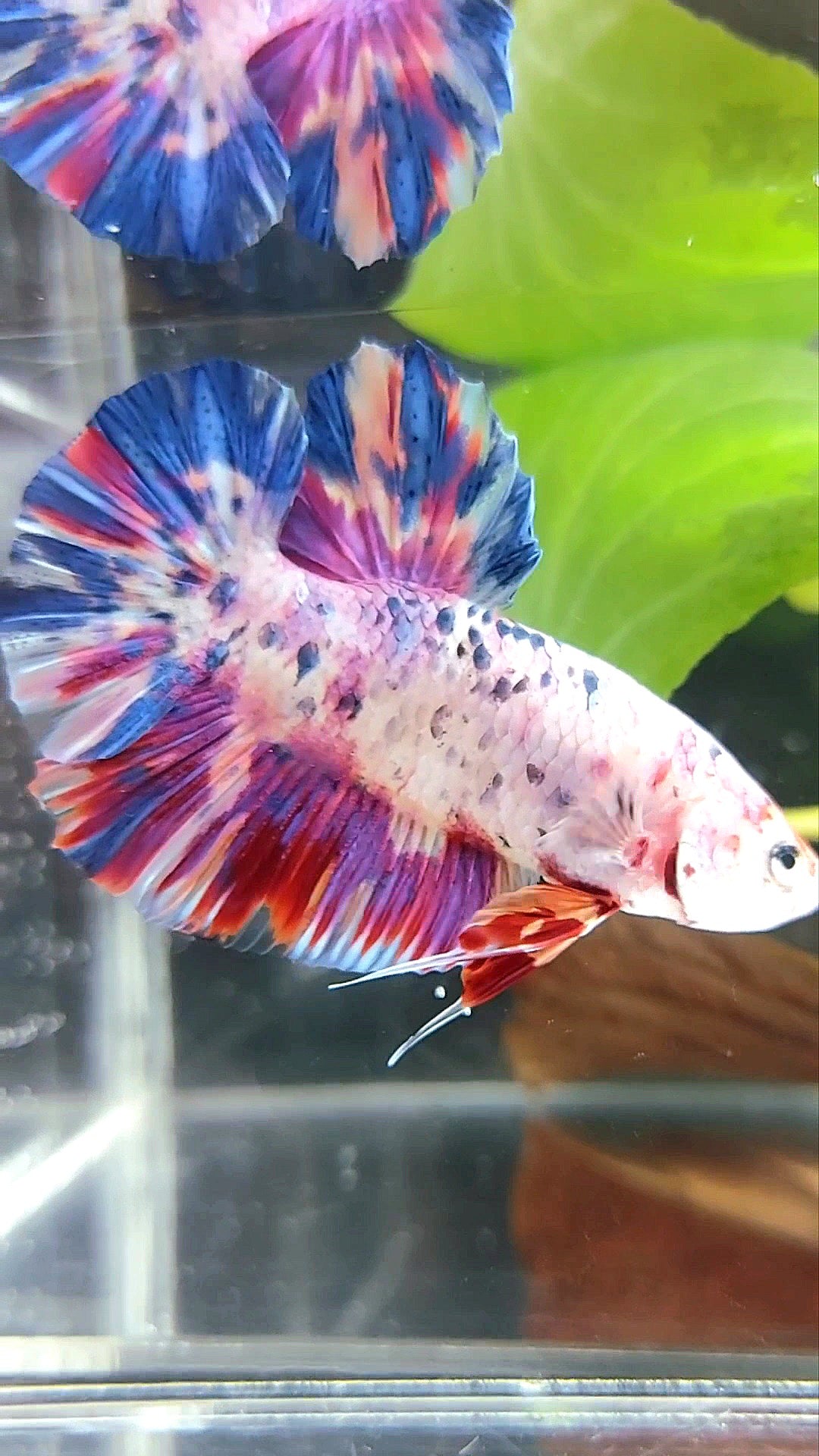 GIANT PLAKAT BO 5CM PURPLE CANDY DOTS MULTICOLOR BETTA FISH