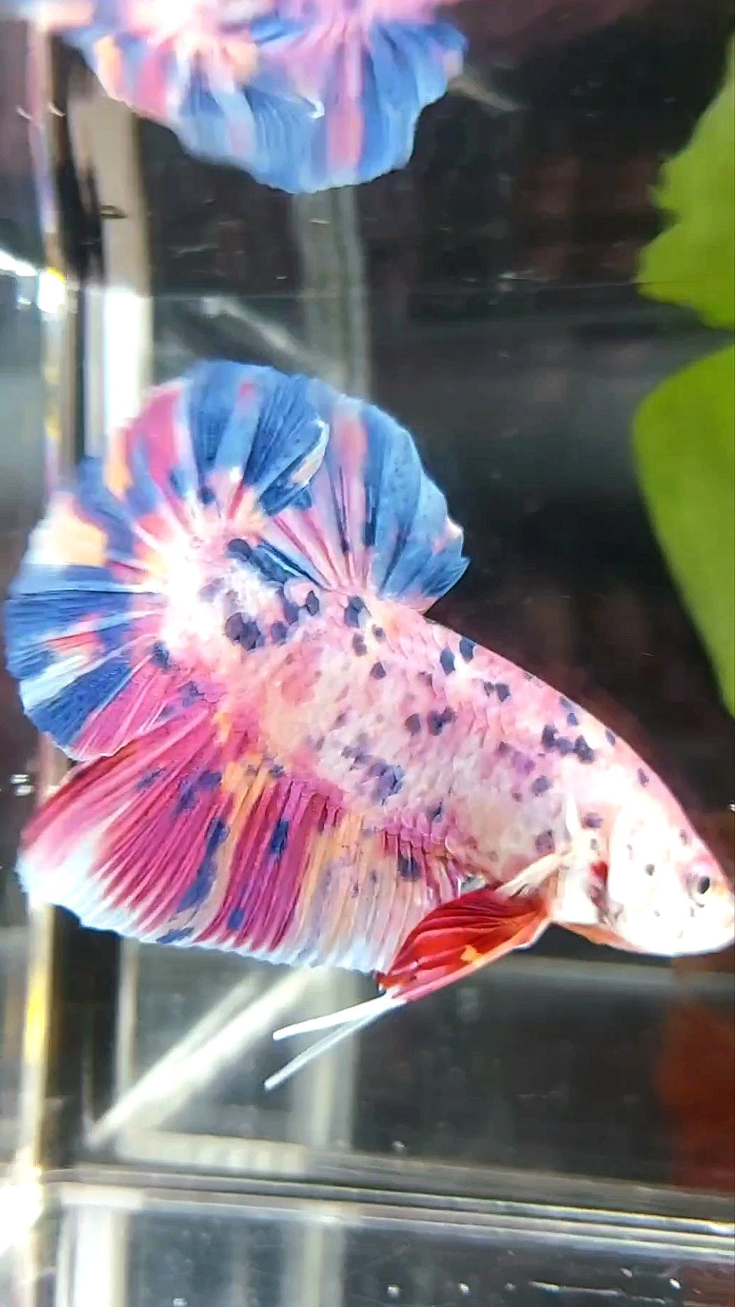 RIESEN PLAKAT BO 6CM ROSA LILA SÜSSIGKEITENPUNKTE MEHRFARBIGER BETTA-FISCH