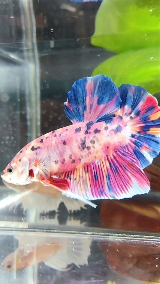 RIESEN PLAKAT BO 6CM ROSA LILA SÜSSIGKEITENPUNKTE MEHRFARBIGER BETTA-FISCH