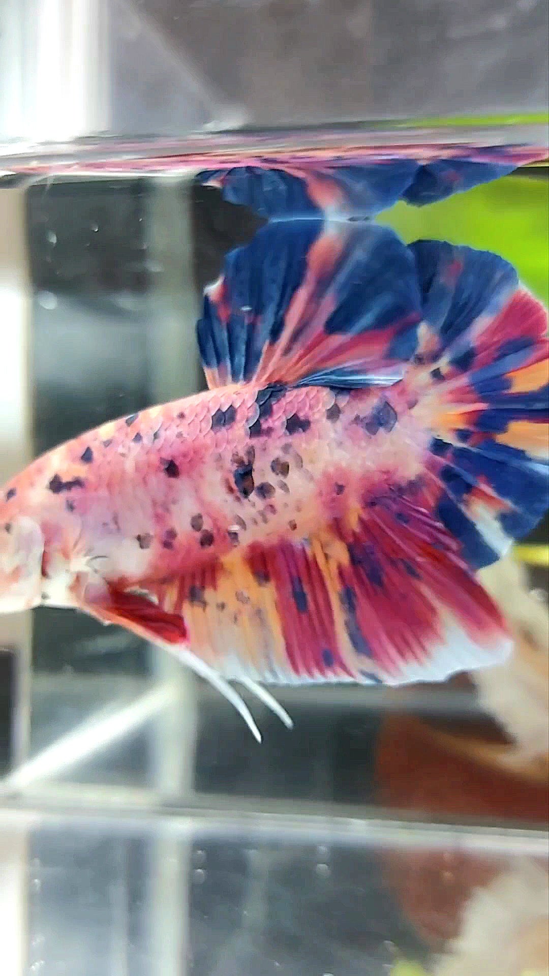 GIANT PLAKAT BO 6CM PINK PURPLE CANDY DOTS MULTICOLOR BETTA FISH